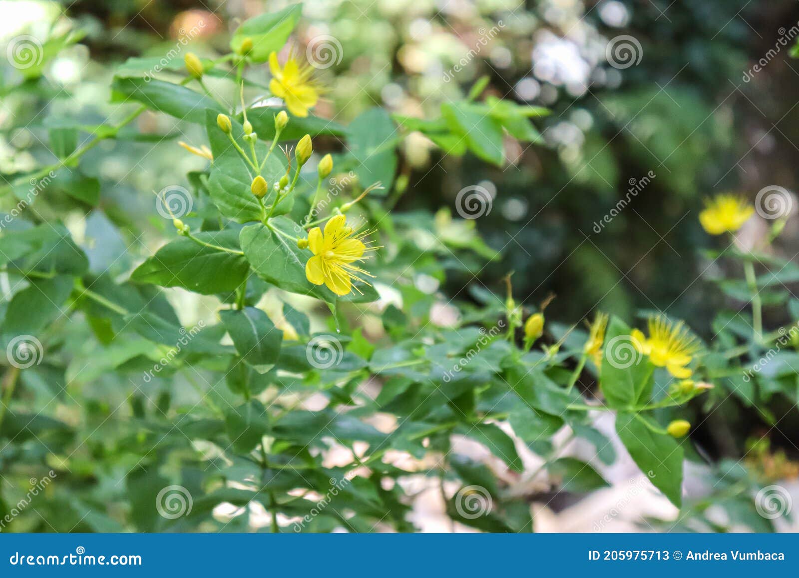 Mountain Yellow Flowers in the Woods Stock Image Image of daffodil