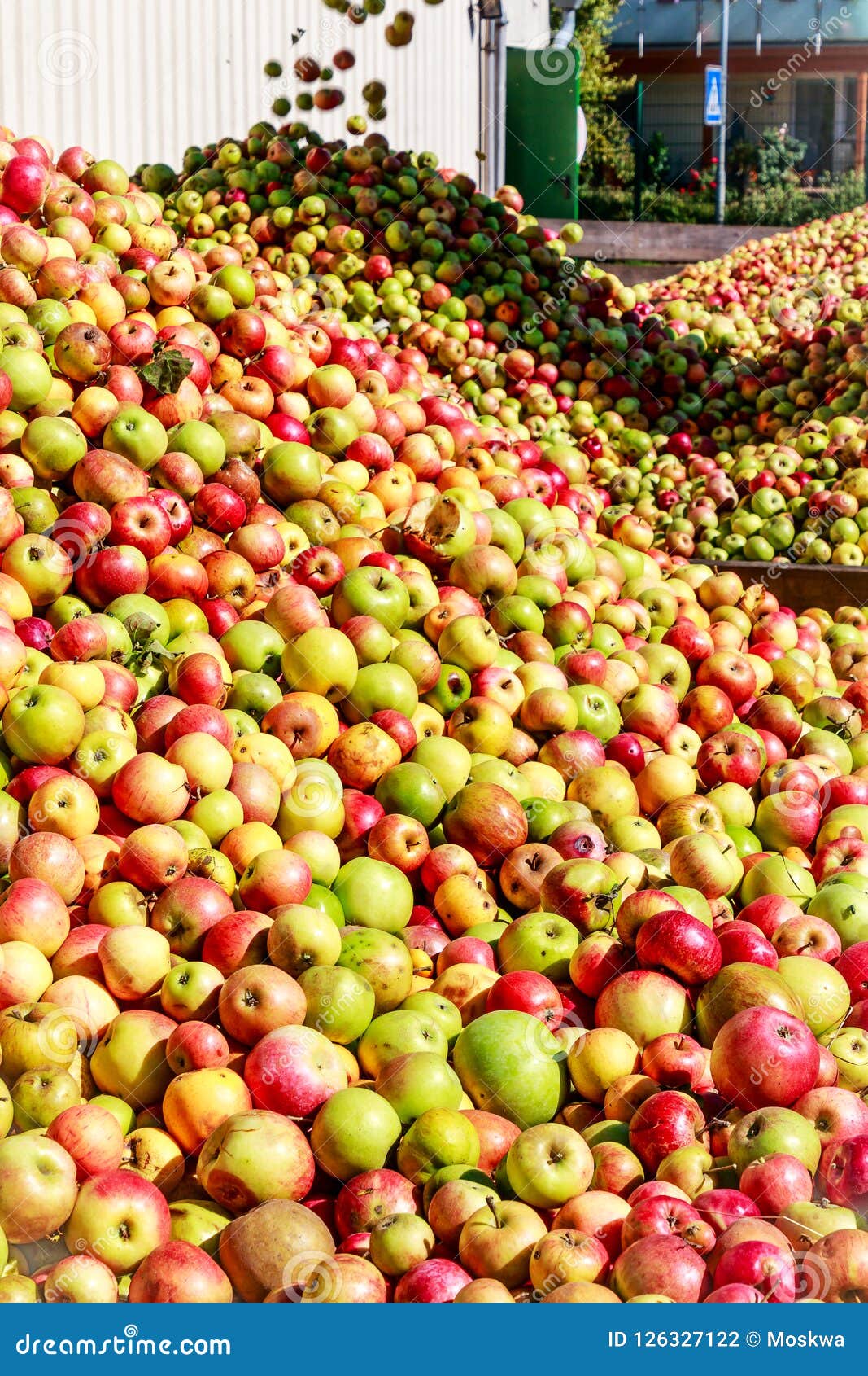 Germany Mountains of Apples for Making Cider. Stock Photo Image of