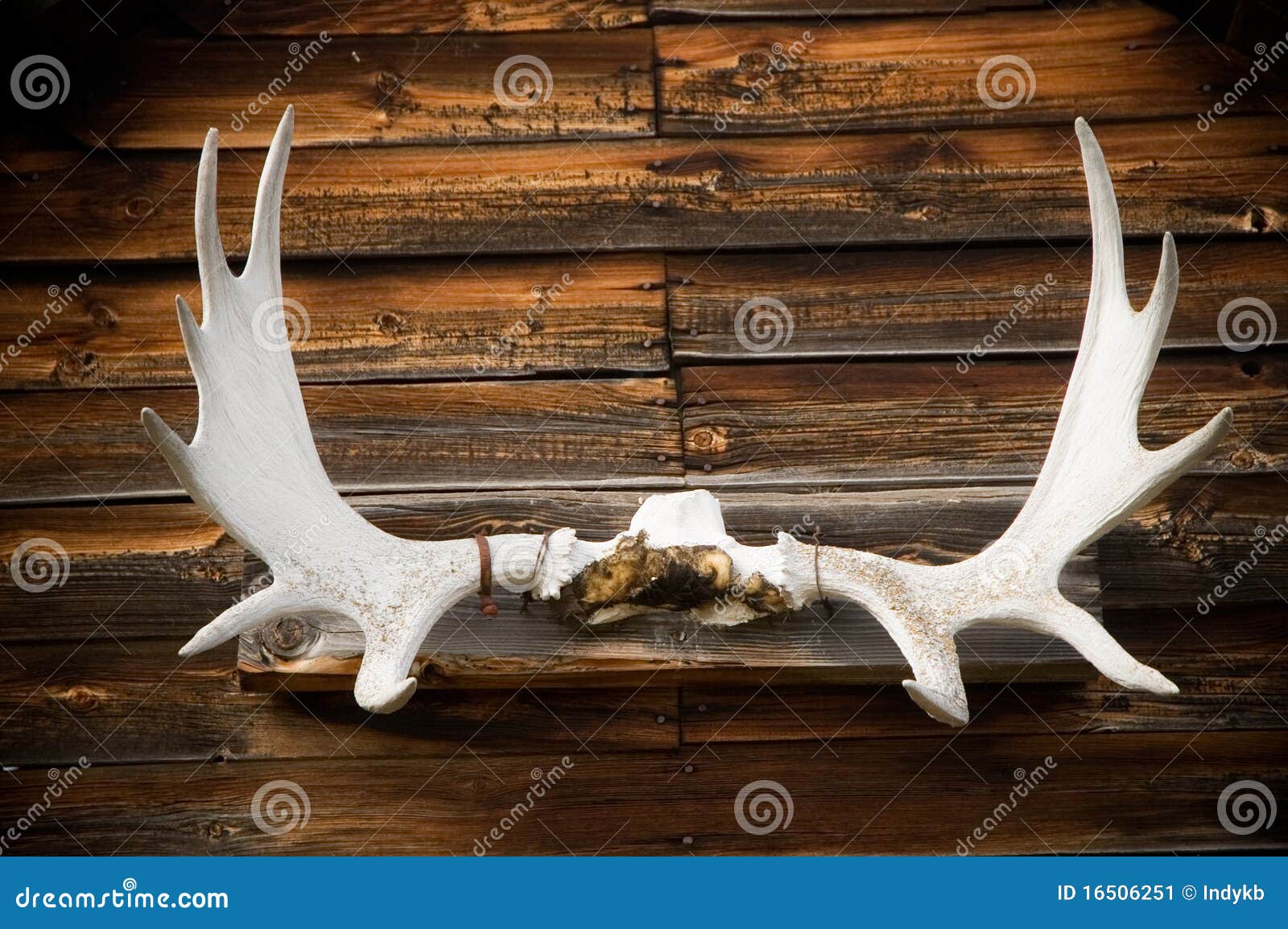 Mounted Elk Horns stock image. Image of mounted, wooden 16506251