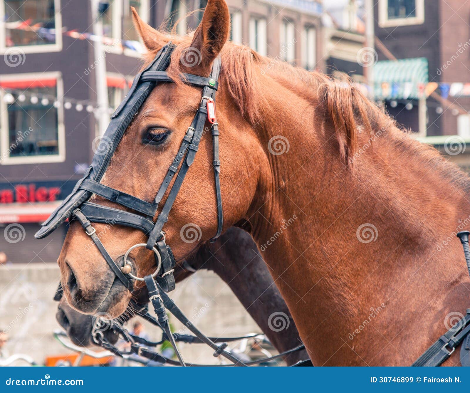 Mounted horse closeup stock image. Image of equine, detail 30746899