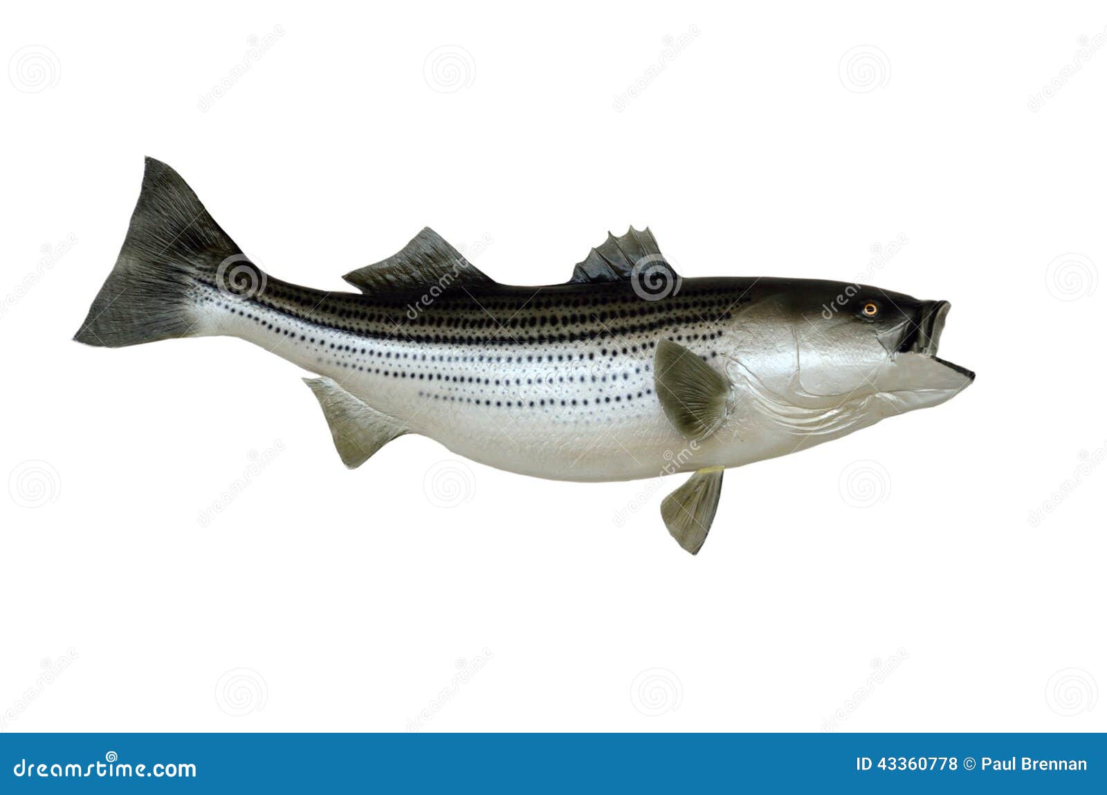 Mounted Striped Bass Fish Stock Photo Image 43360778