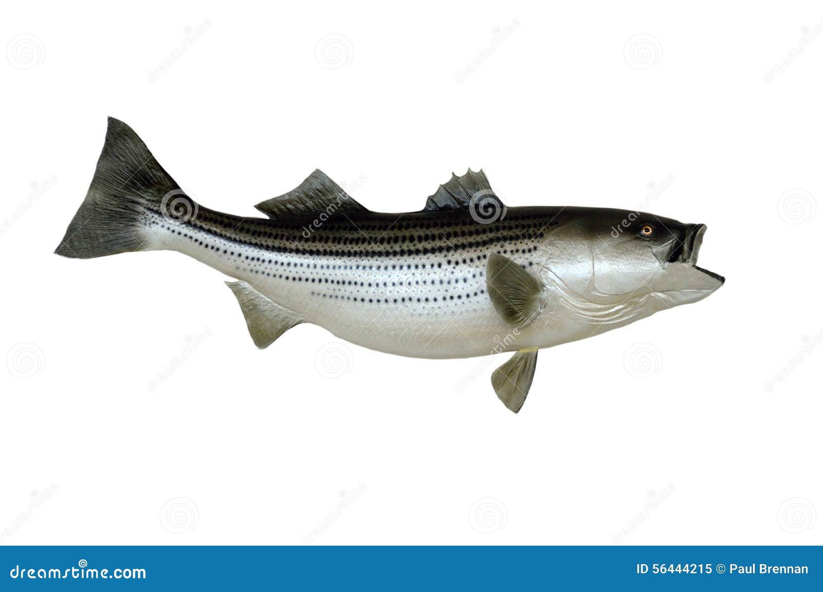 mounted striped bass  on white