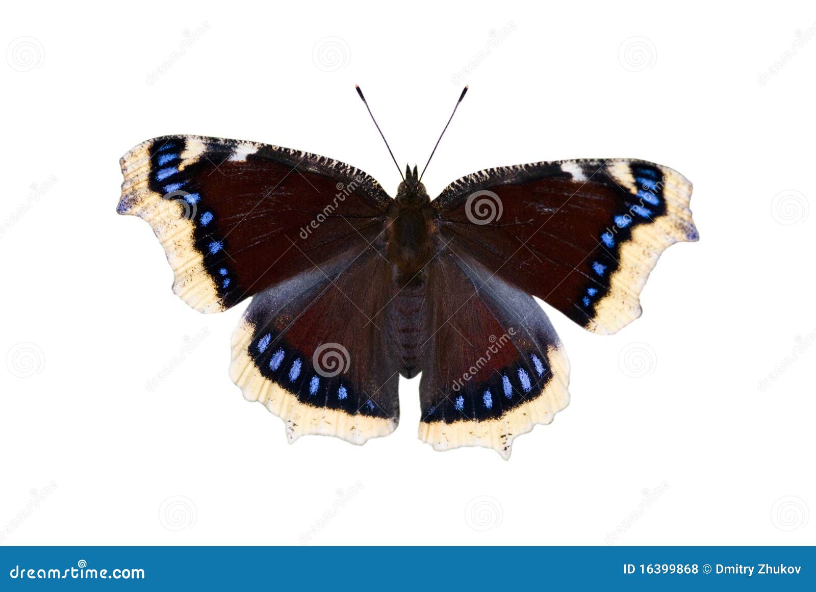 the mourning-cloak butterfly