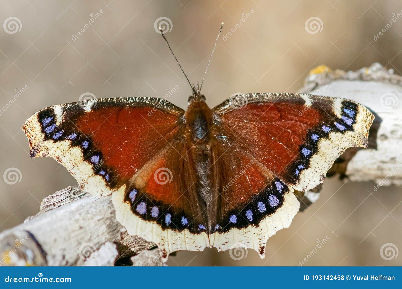 mourning cloak butterfly
