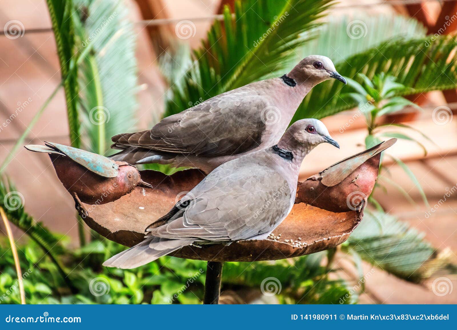 Mourning Collared Dove Couple Sitting on Bird Bath Stock Image Image