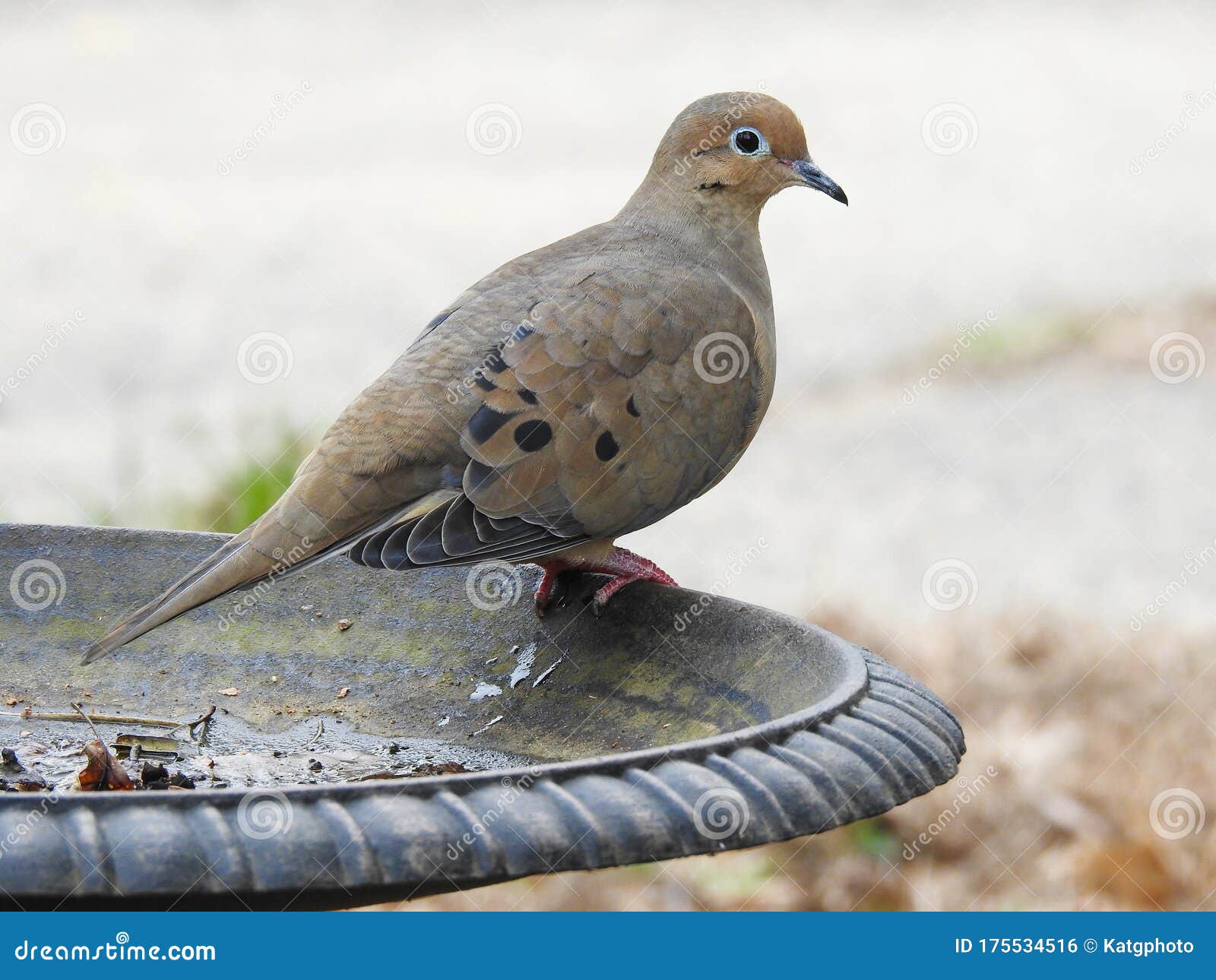 Mourning Dove Sitting on a Bird Bath Stock Photo Image of pigeon