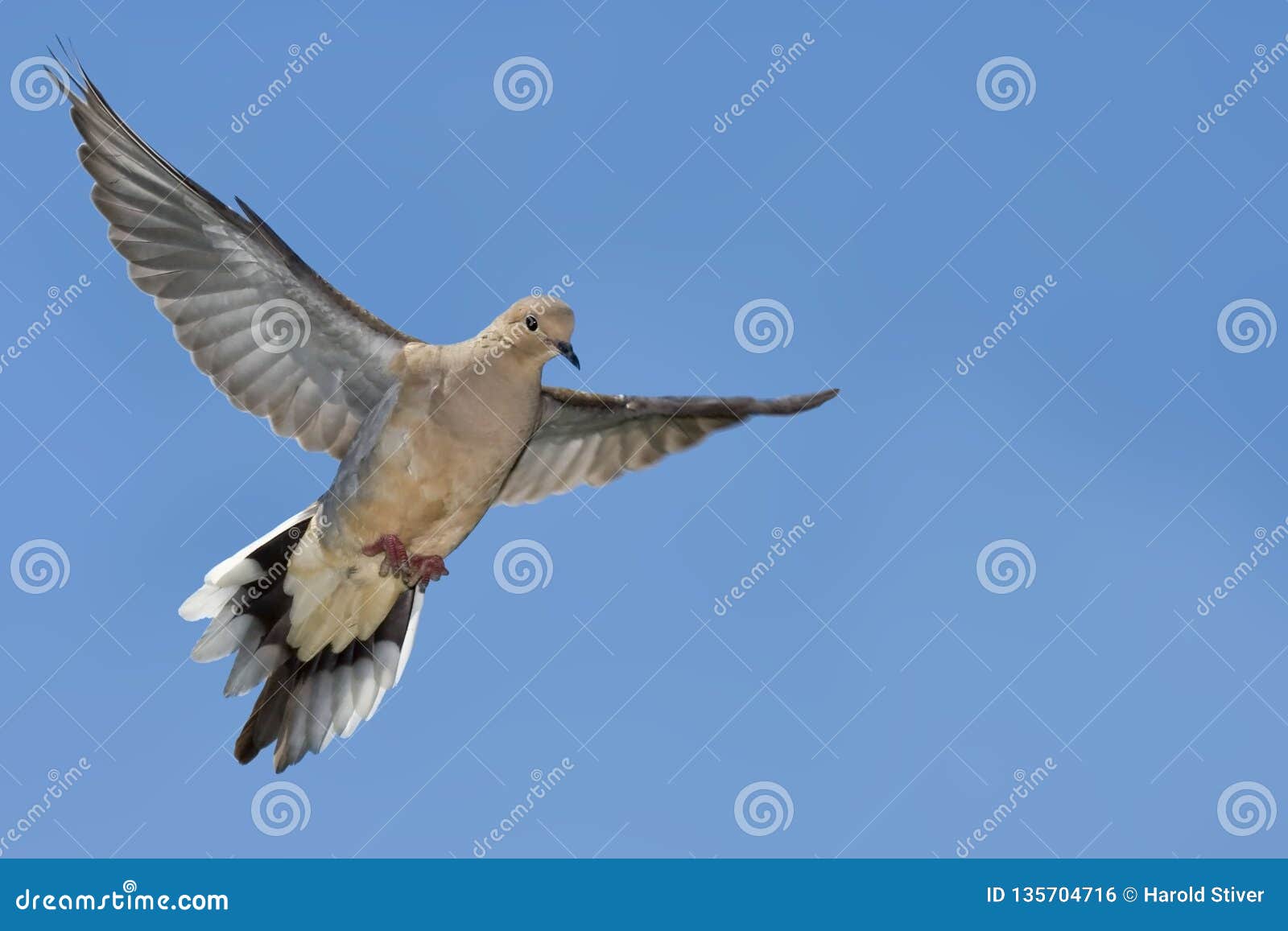 mourning dove, zenaida macroura, in flight