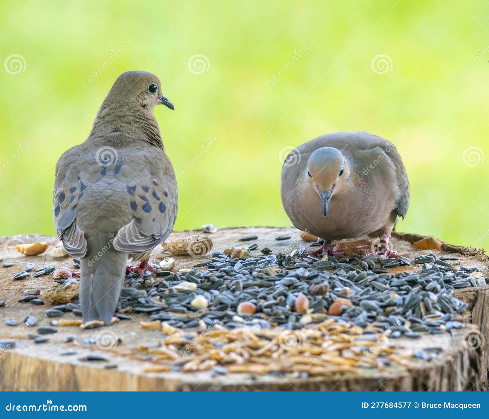 Mourning Doves Mating Stock Image 49988227
