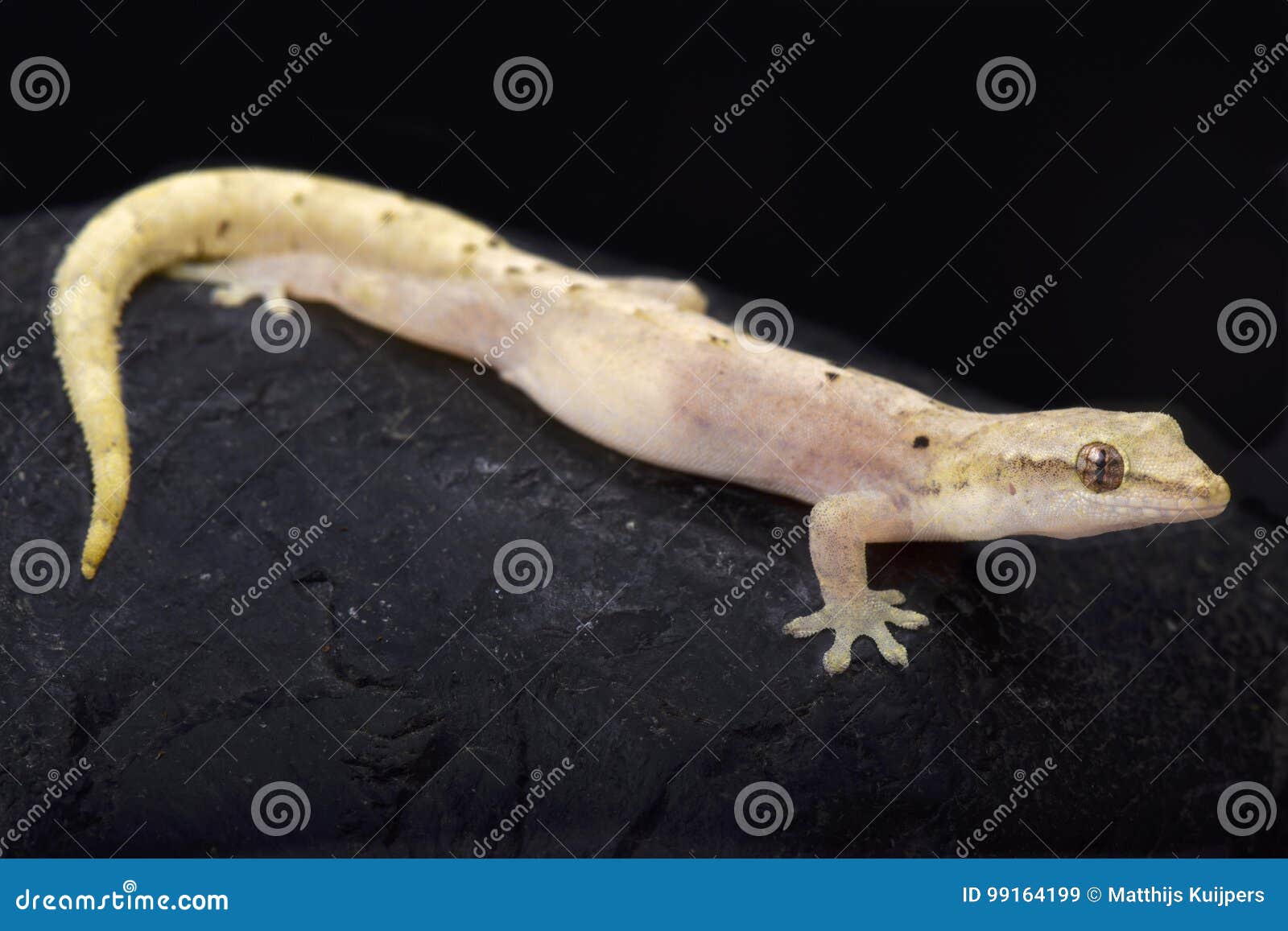 mourning gecko, lepidodactylus lugubris