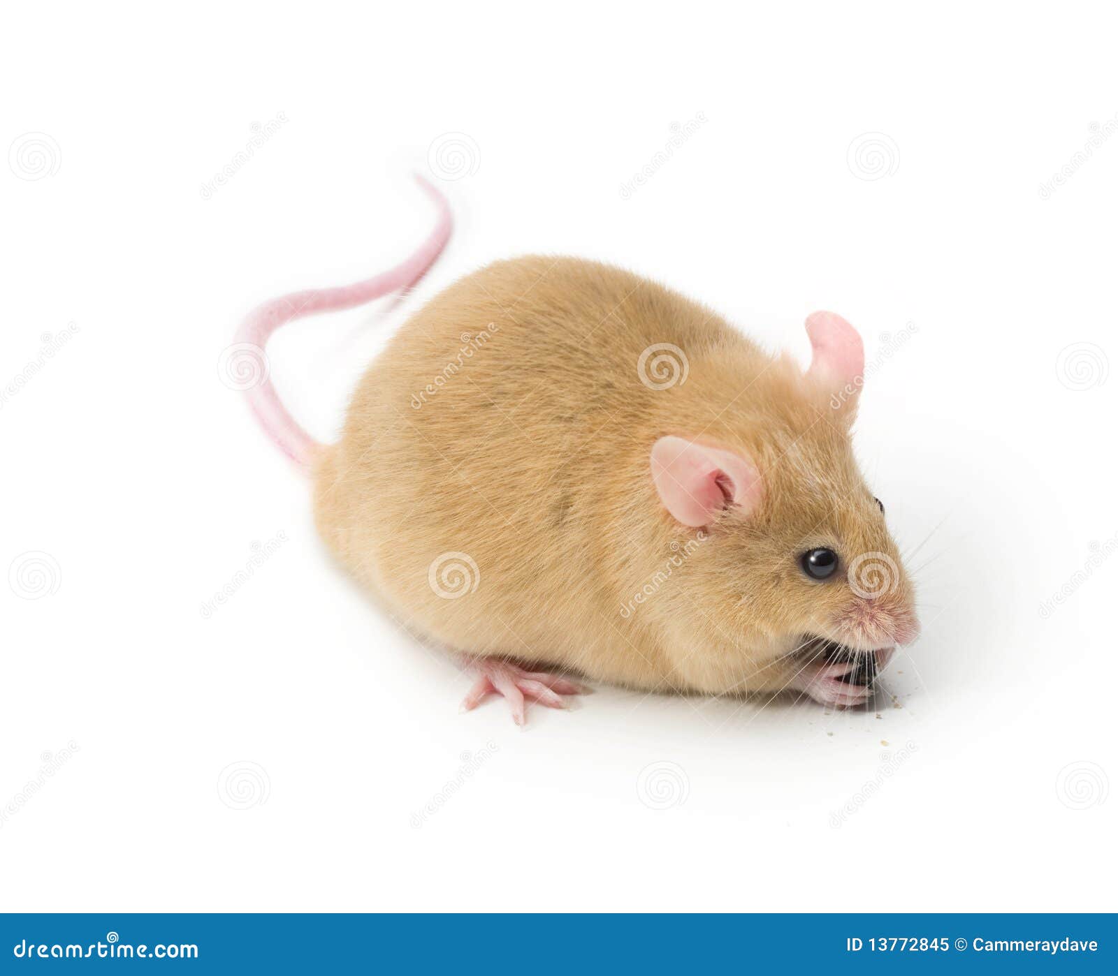 mouse animal pet 