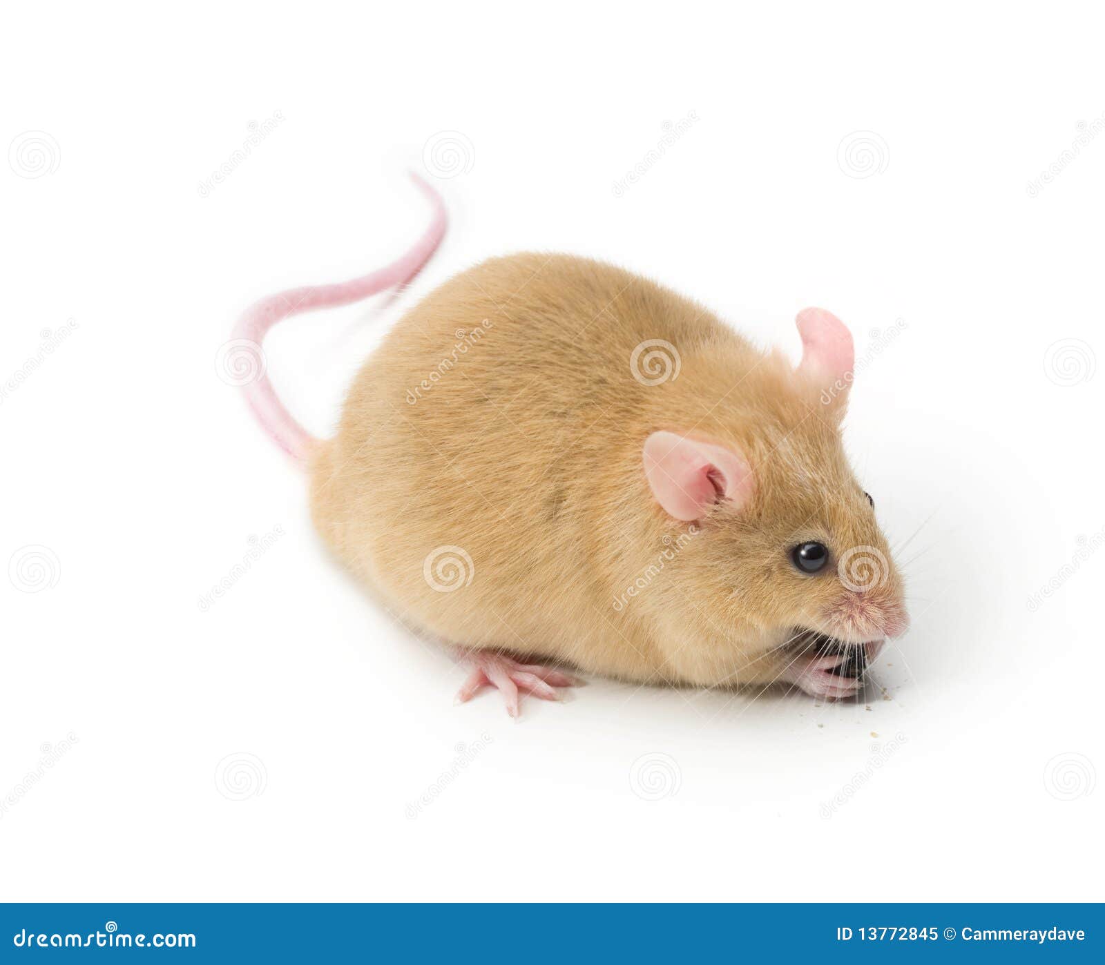Mouse Animal Pet Isolated stock image. Image of isolated - 13772845 Mouse Animal Pet Isolated stock image. Image of isolated - 13772845