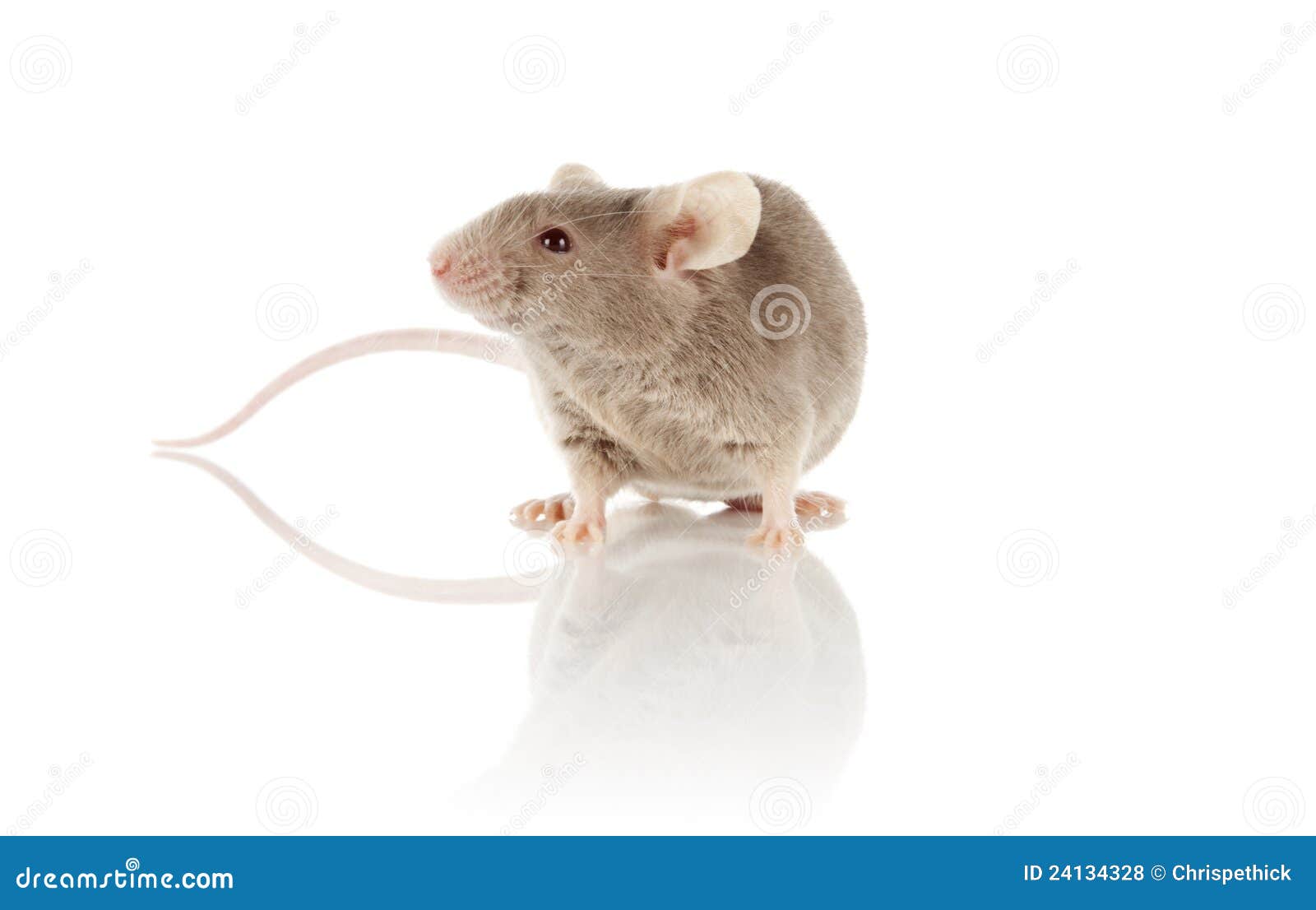 mouse