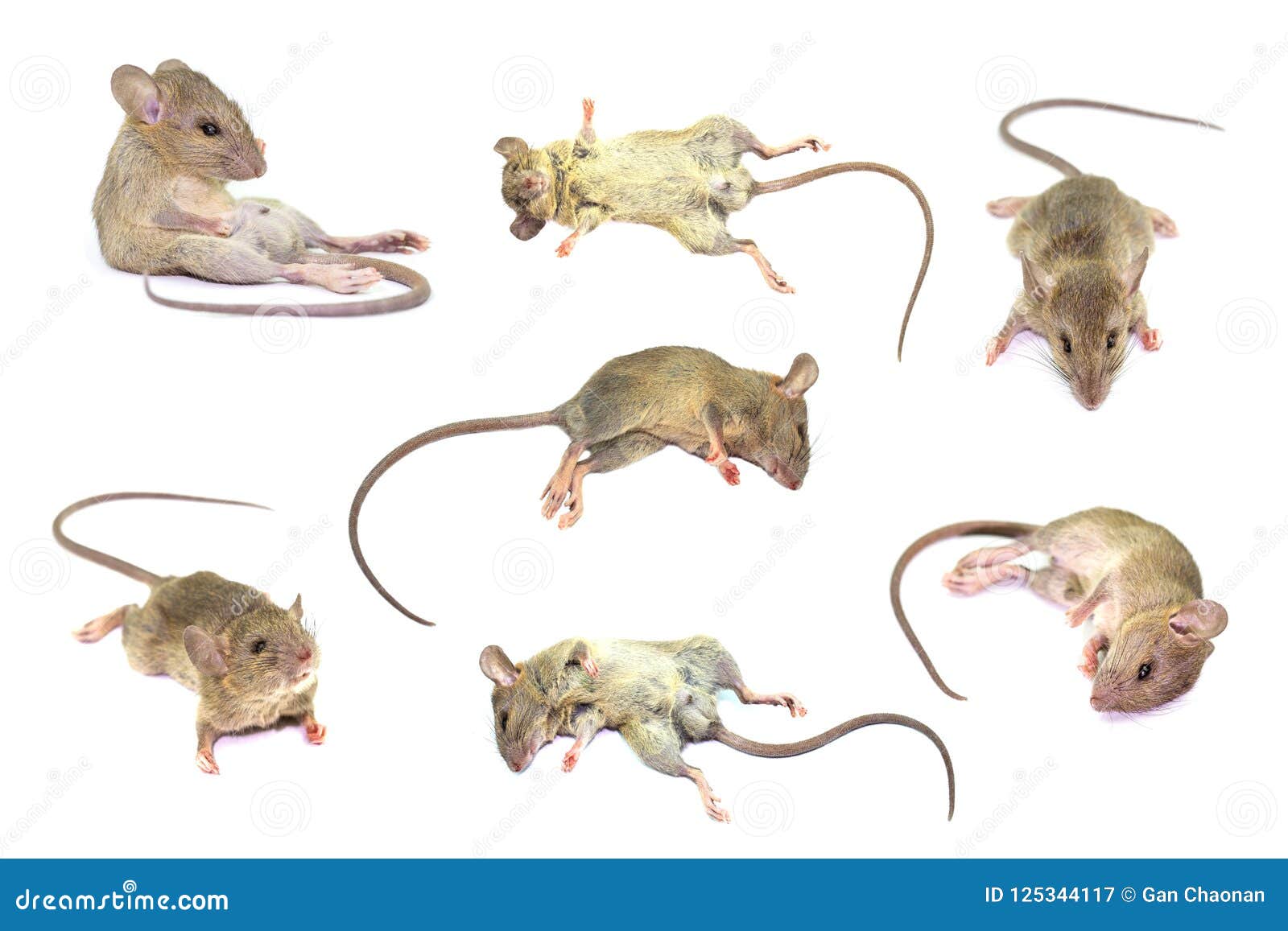 Mouse Animal Rat Isolated on White Background,the Collection of Rat Stock Image - Image of nose, rodent: 125344117 Mouse Animal Rat Isolated on White Background,the Collection of Rat Stock Image - Image of nose, rodent: 125344117