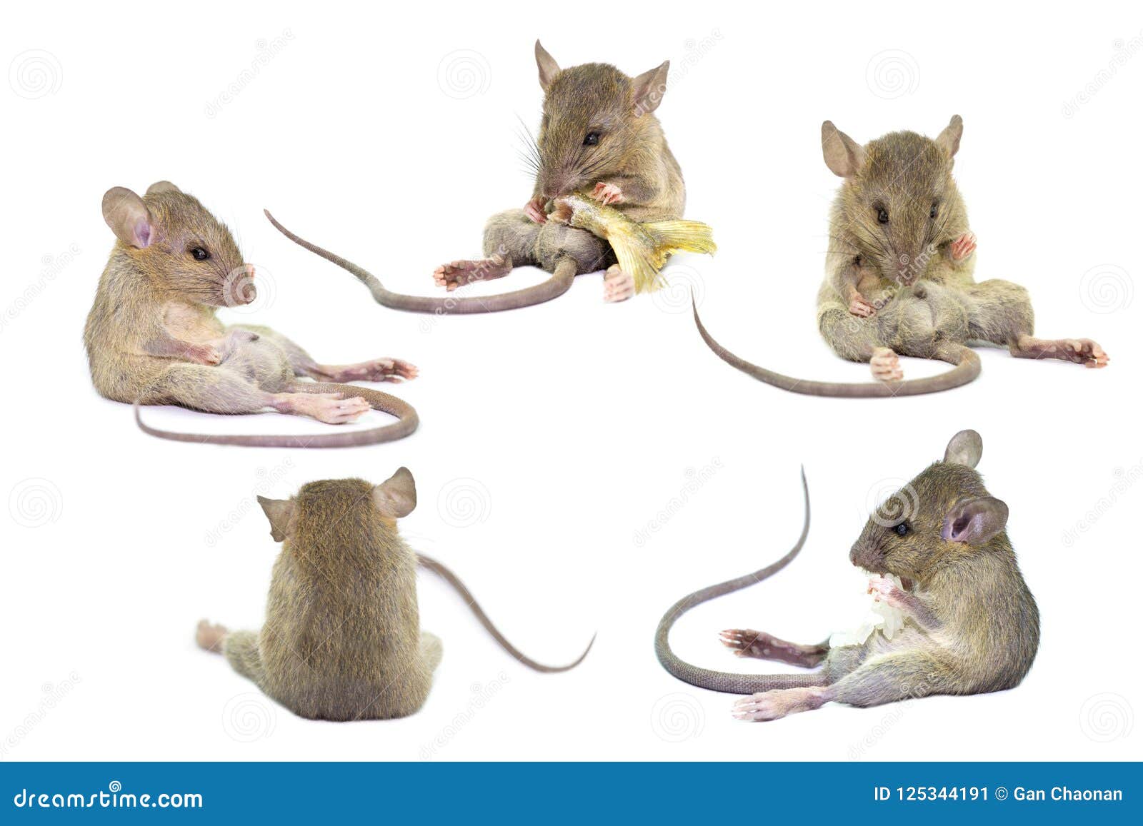 Mouse Animal Rat Isolated on White Background,the Collection of Rat Stock  Image - Image of valentines, animal: 125344191