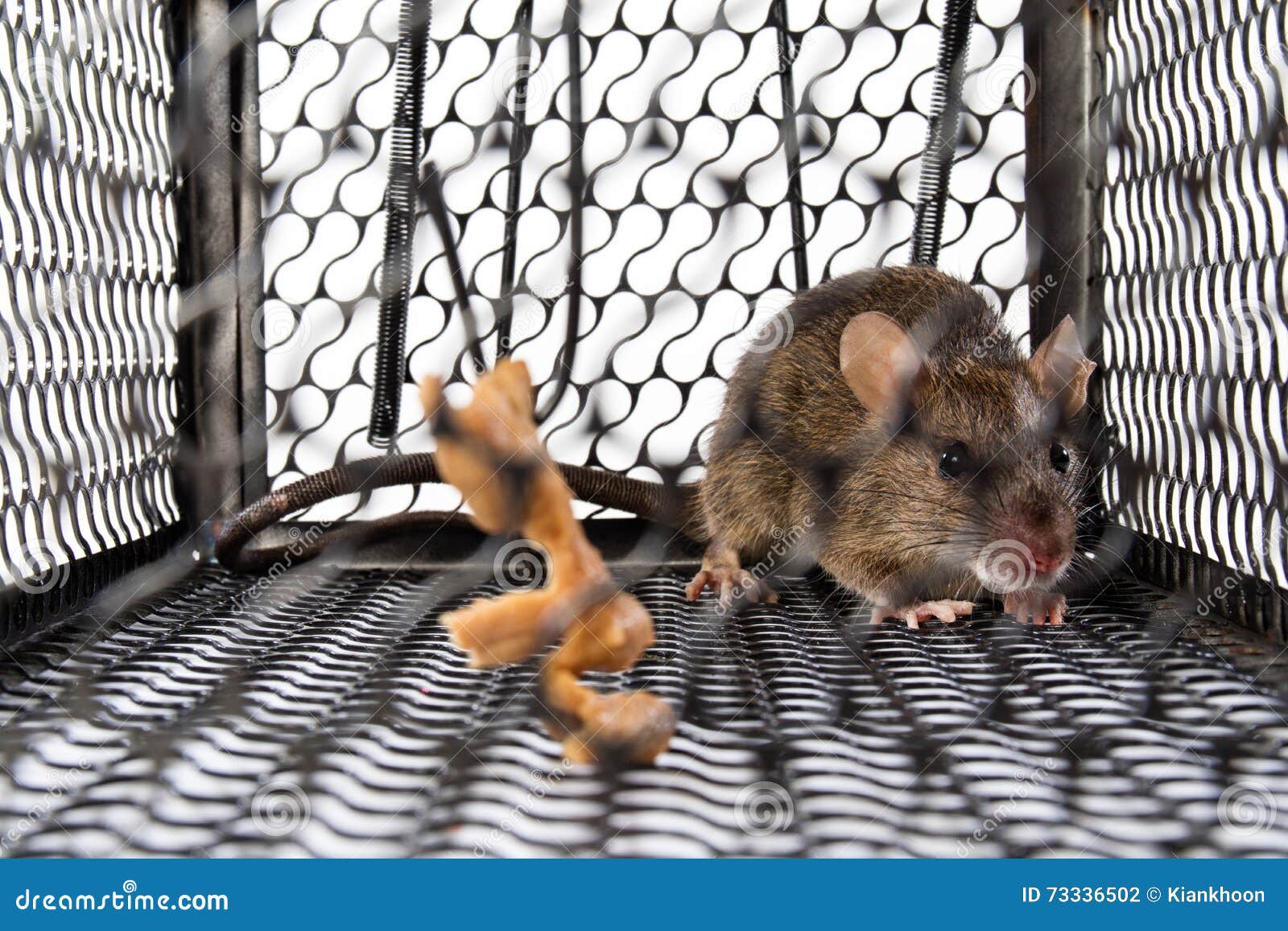 A mouse in the Cage stock photo. Image of isolated, imprisonment 73336502