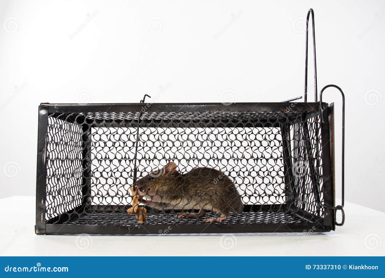A mouse in the Cage stock photo. Image of greedy, imprisonment 73337310