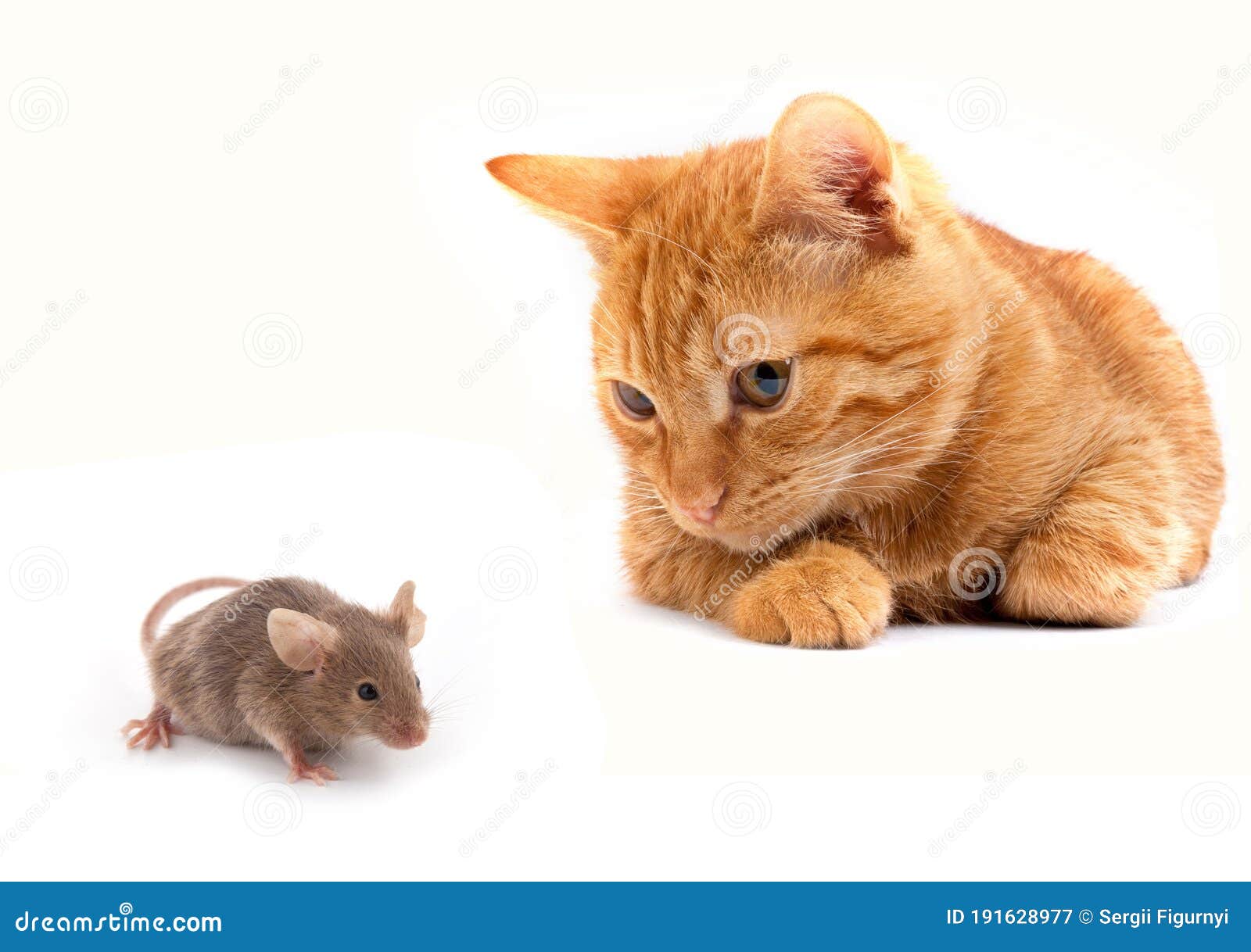 Cat Pouncing Mouse Photos Free Royalty Free Stock Photos From Dreamstime