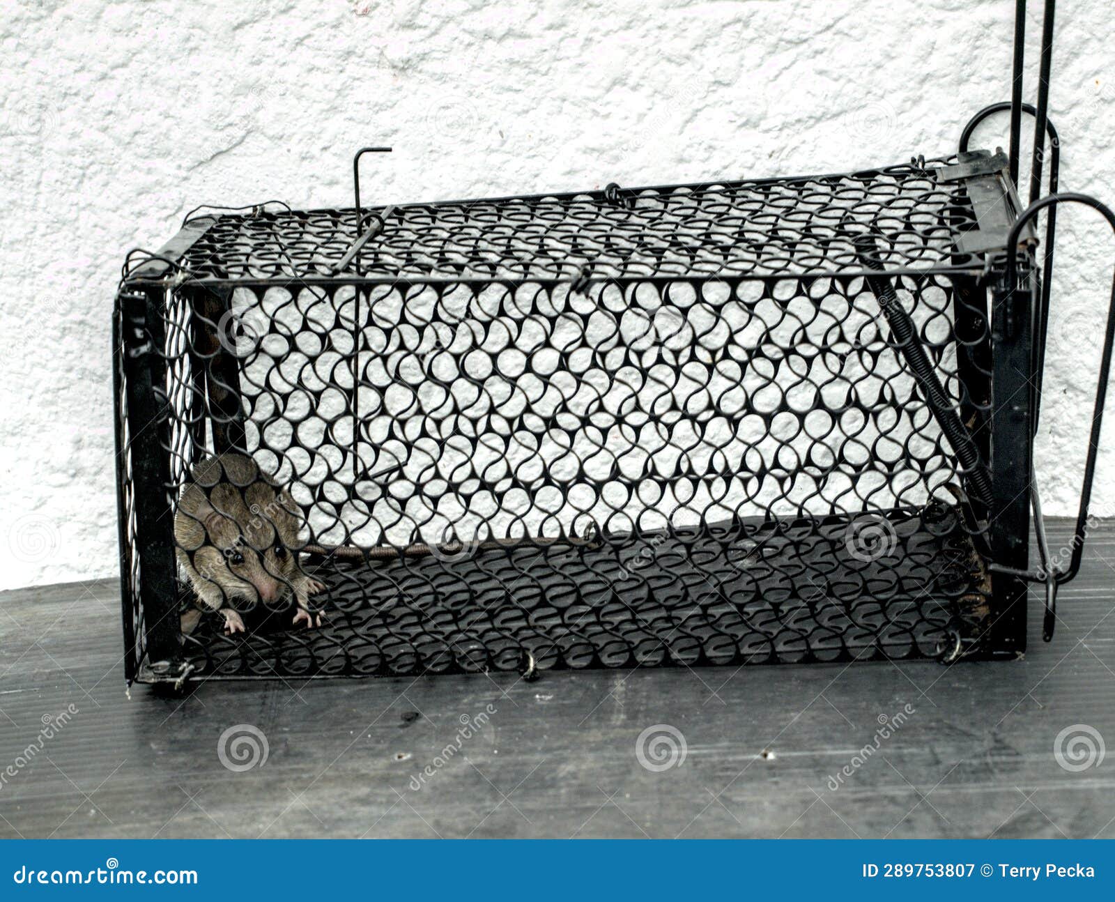 140+ Live Rat Traps Stock Photos, Pictures & Royalty-Free Images