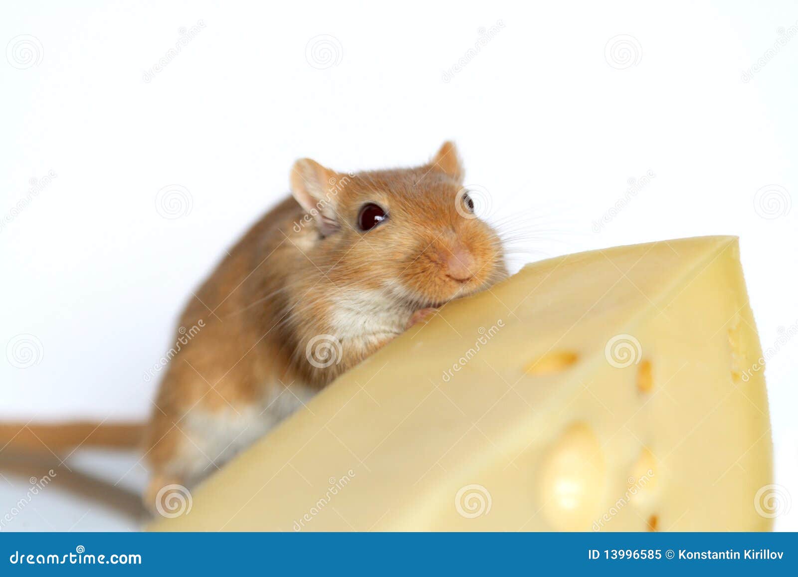 Mouse and Cheese stock image. Image of dairy, tail, mammal 13996585