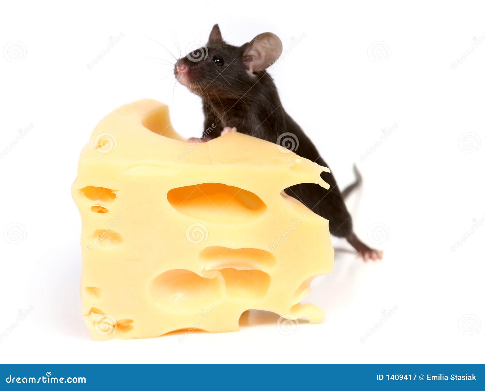 mouse and cheese