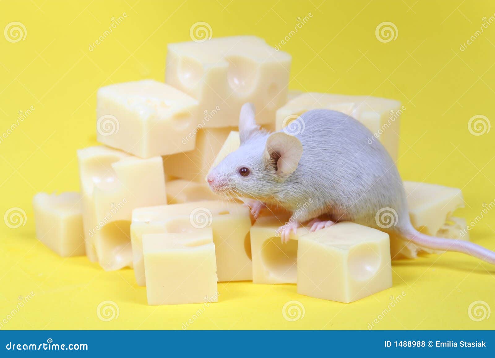 Mouse and cheese stock photo. Image of decoy, inducement 1488988