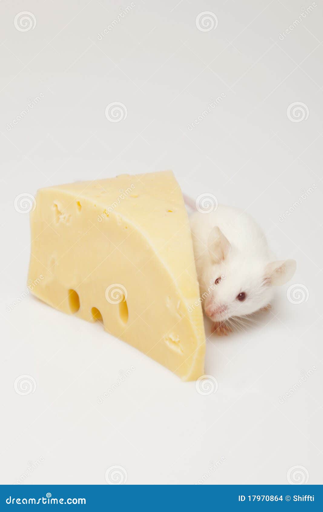 Mouse and cheese stock photo. Image of stray, hungry 17970864