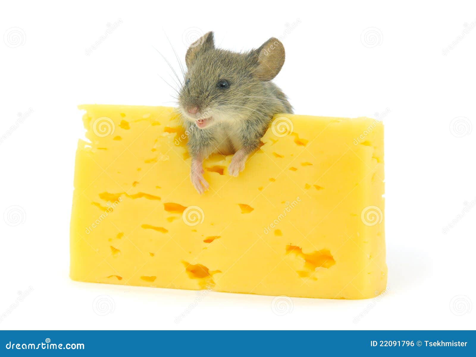 mouse hotel Sausage Nature - a Royalty Free Stock Photo from Photocase