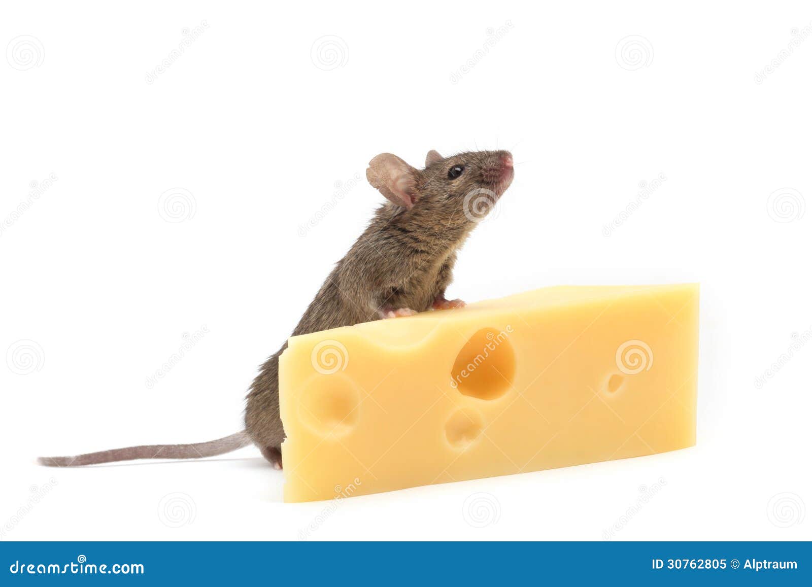 mouse with cheese on white stock image image of rodent mouse and cheese