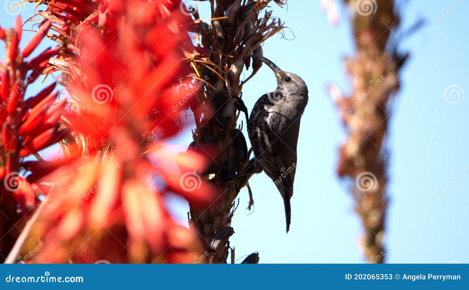 mouse-coloured sunbird on aloe