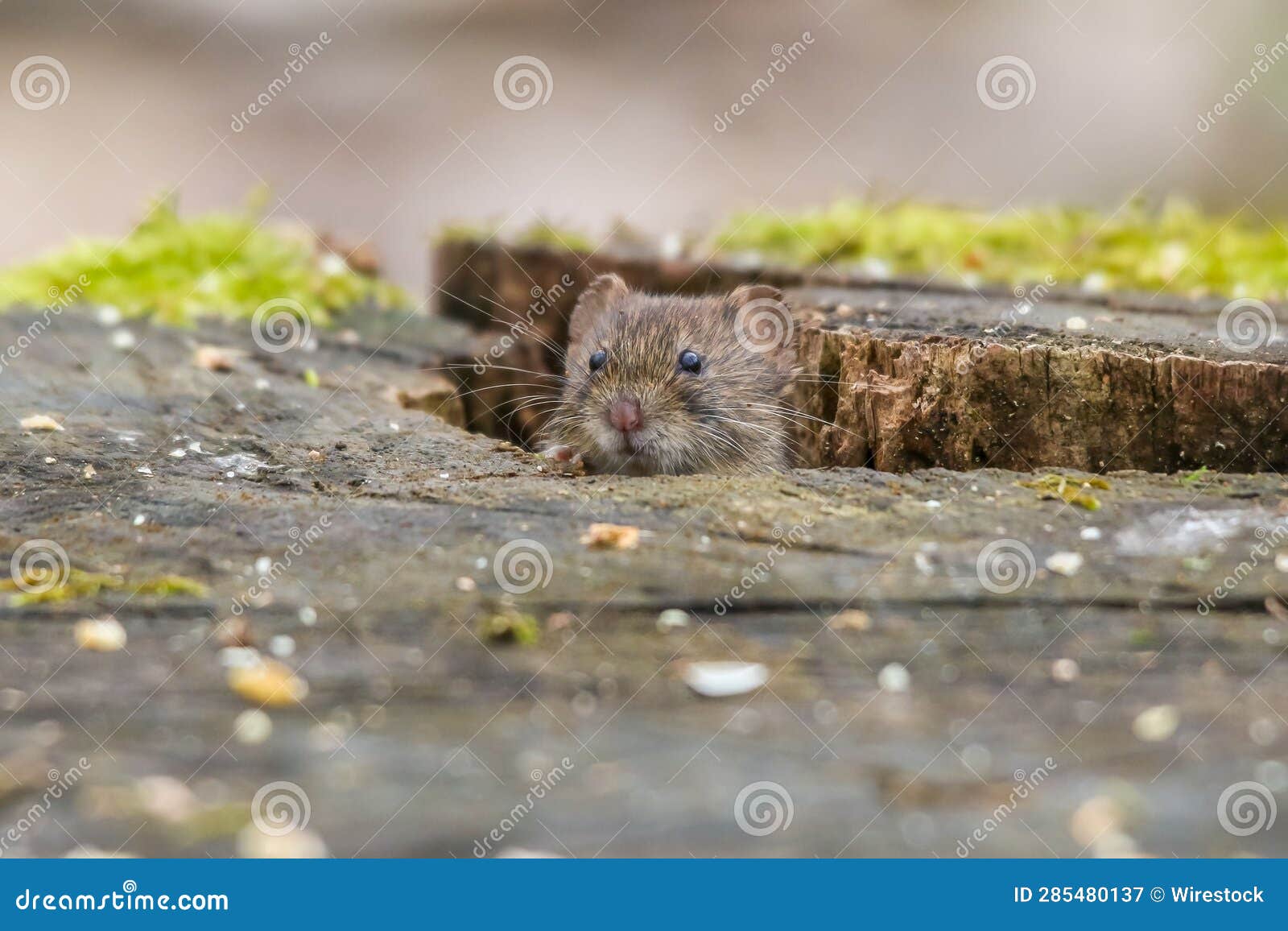 A Mouse Crawling Out of Its Hole into the Grass beside a Tree Stock