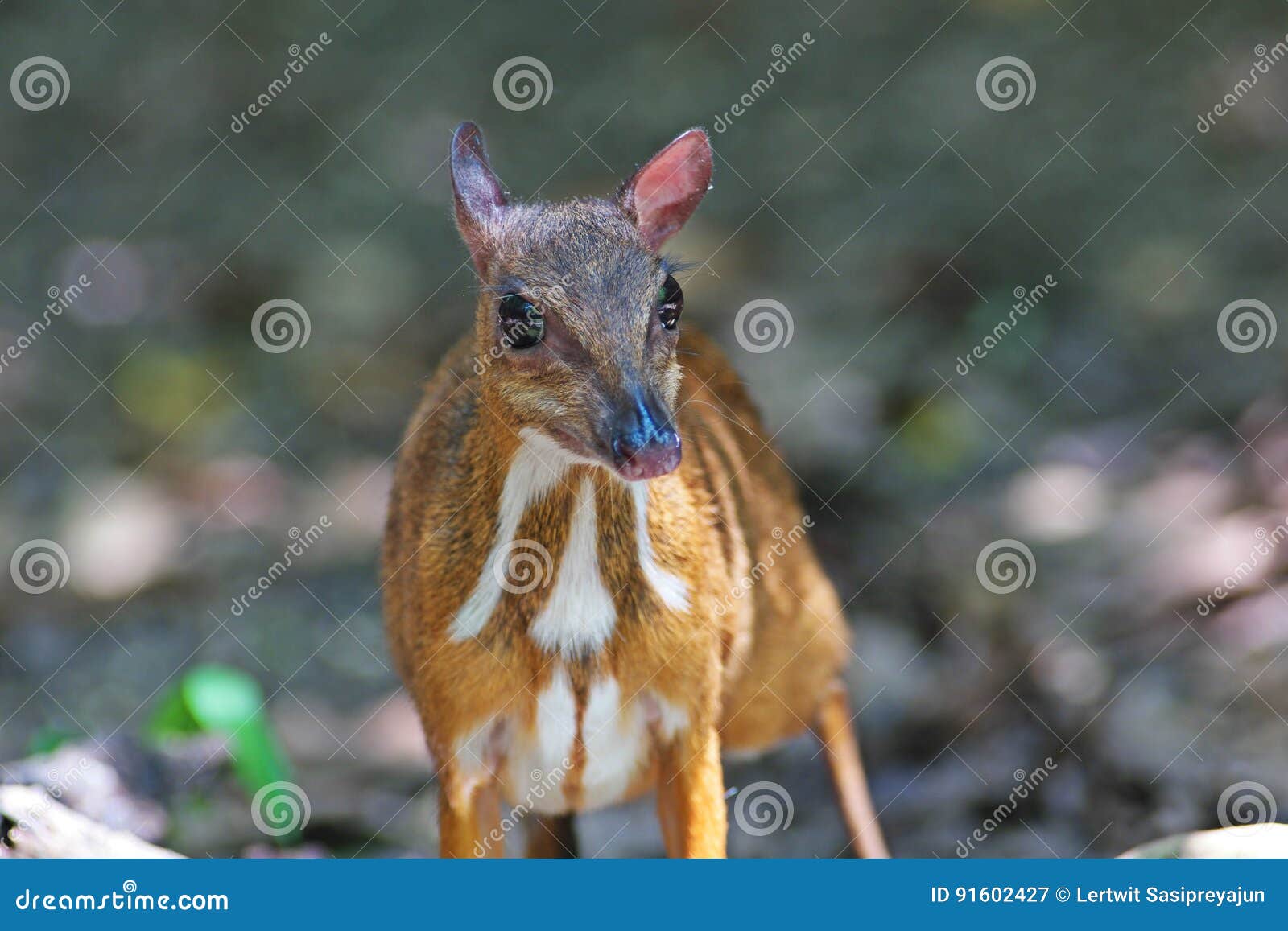 mouse deer; small ungulates