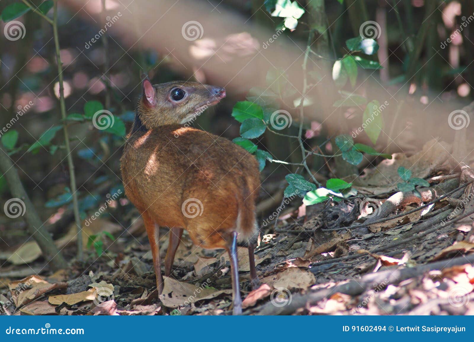 mouse deer; small ungulates