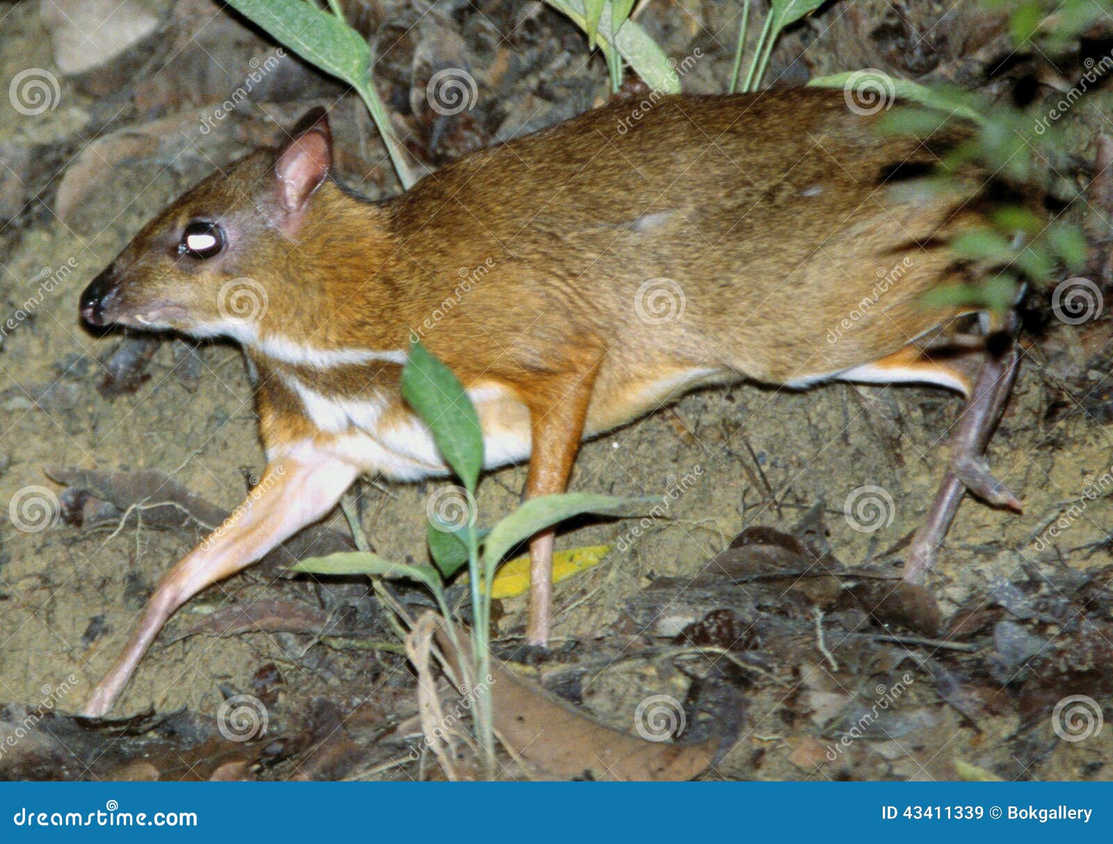 mouse deer, the smallest deer in the world