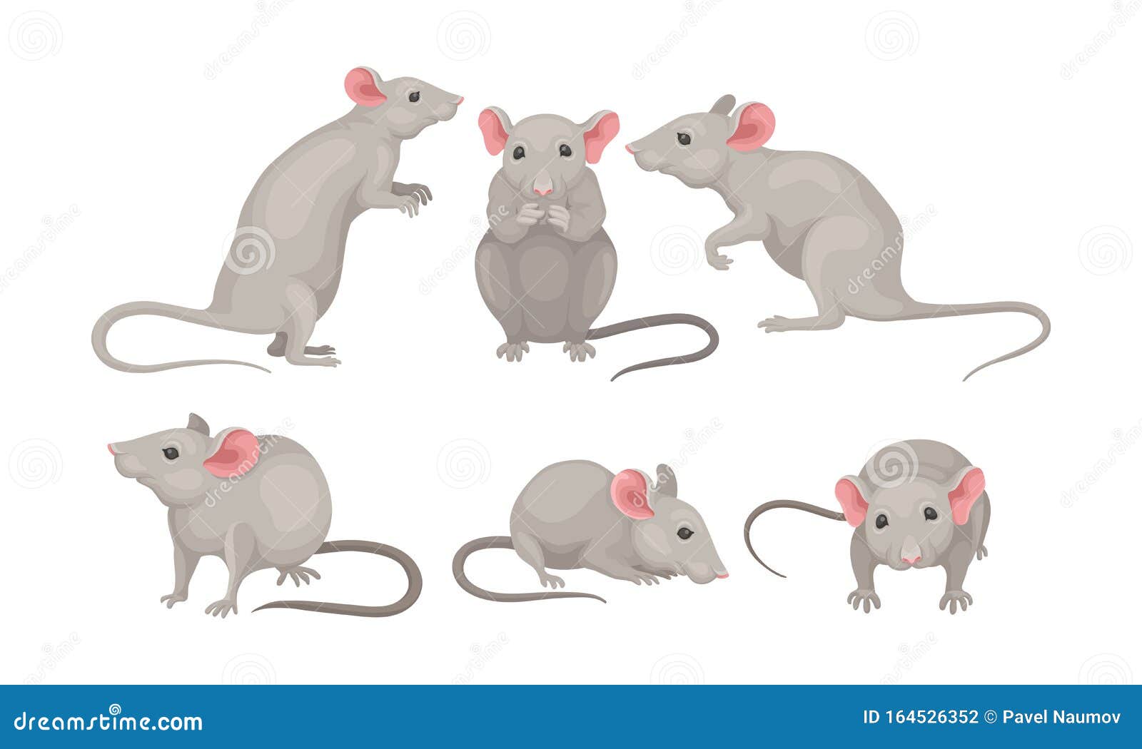 mouse in different poses  set. small rodent with gray coat and long tail