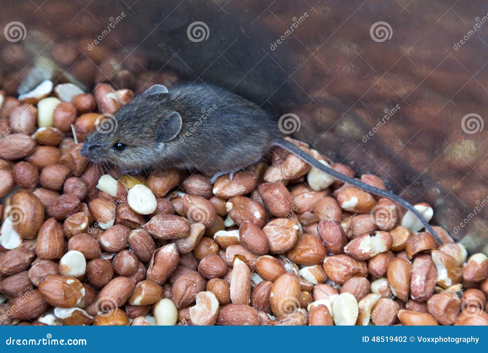 Mouse eating stock photo. Image of wild, mouse, food 48519402