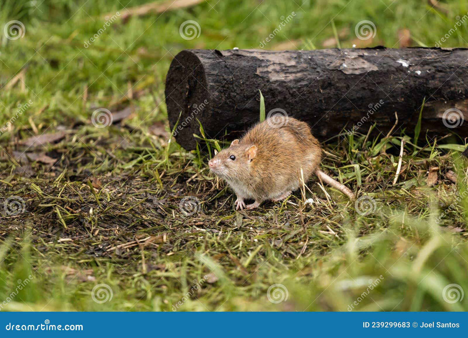 Mouse Eating Fallen Seed in the Floor Stock Image Image of floor