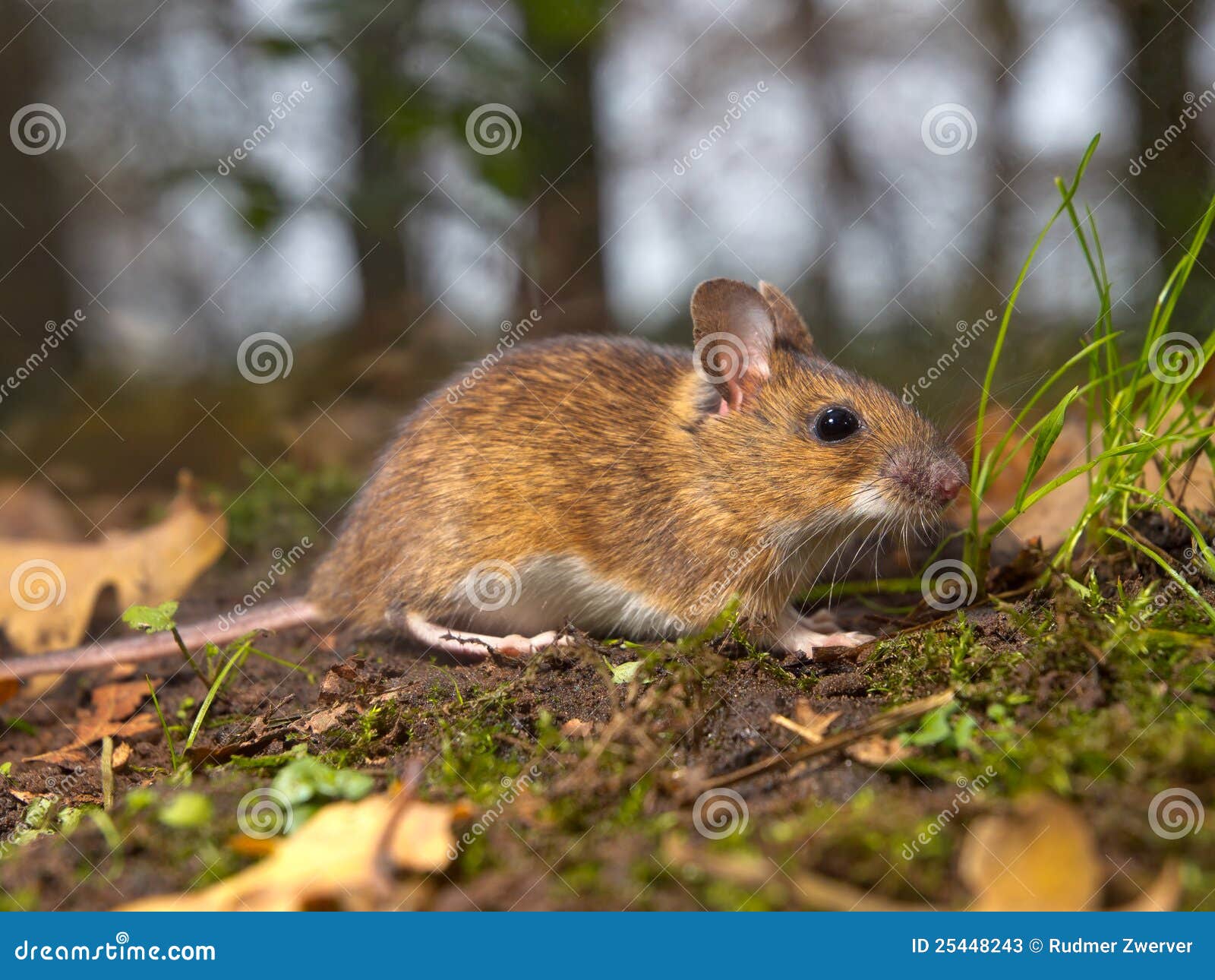 Mouse in the forest stock image. Image of environment 25448243