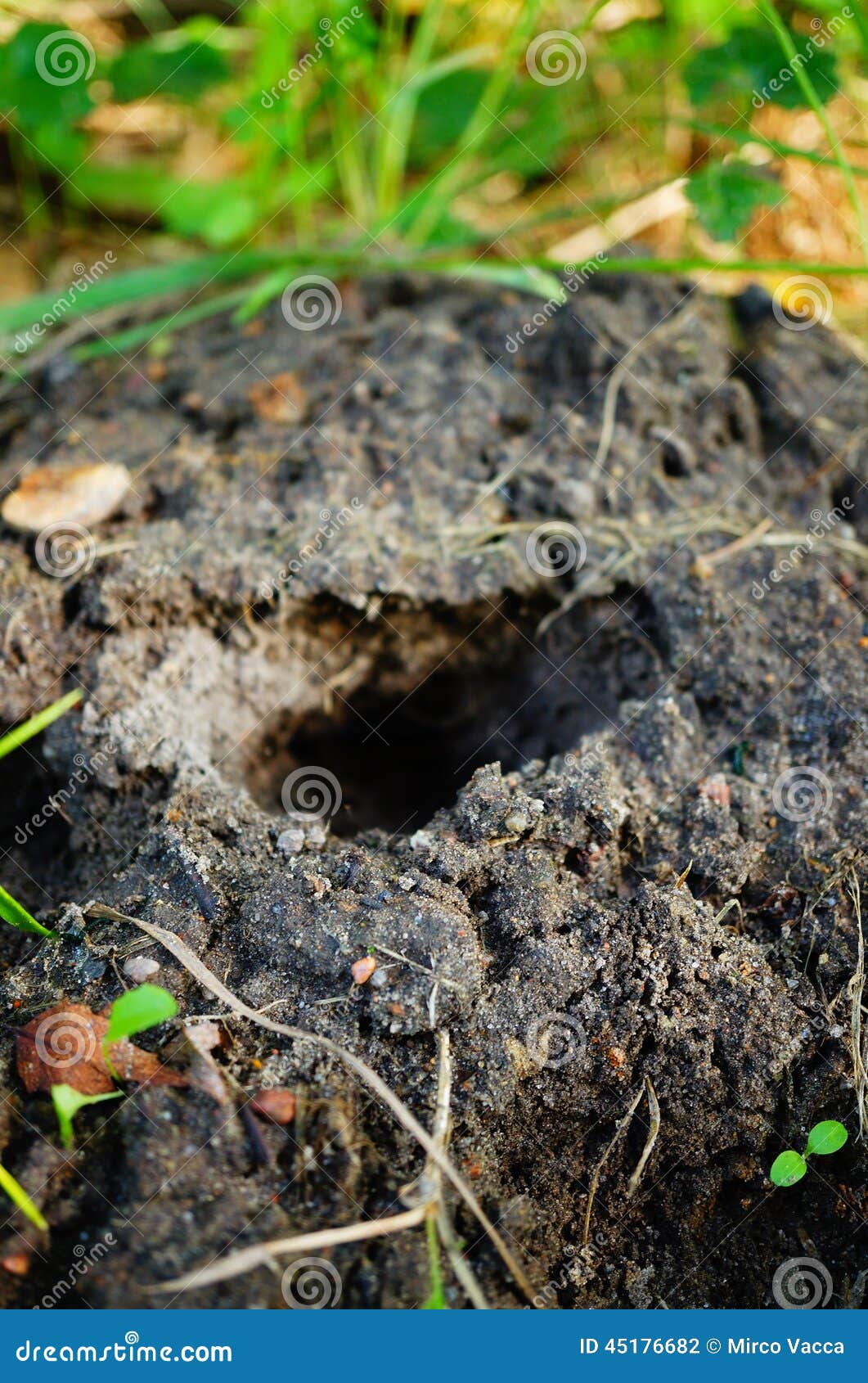 Mouse hole stock photo. Image of outdoor, hole, mouse 45176682