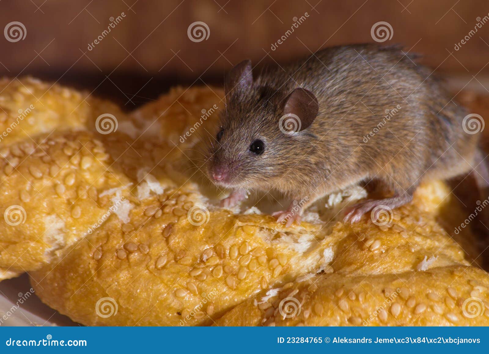 1,526 Mouse Kitchen Photos Free & RoyaltyFree Stock Photos from