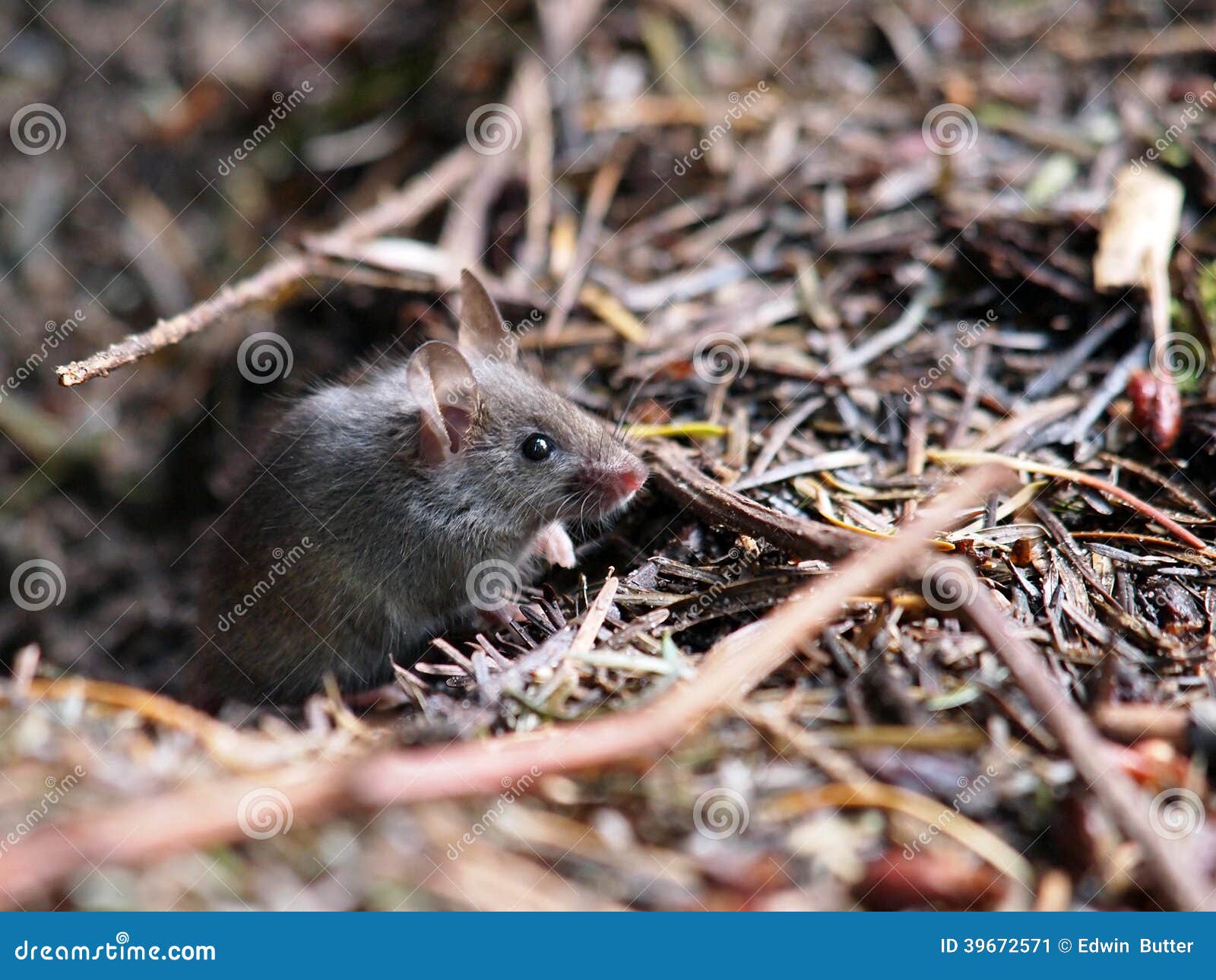 Mouse stock image. Image of macro, floor, nature, mammal 39672571