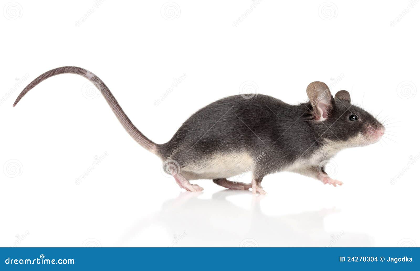 1,550 Long Mouse Tail Stock Photos - Free & Royalty-Free Stock Photos from  Dreamstime