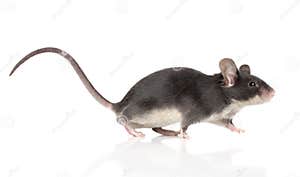 Mouse With A Long Tail Running Stock Photo CartoonDealer 24270304