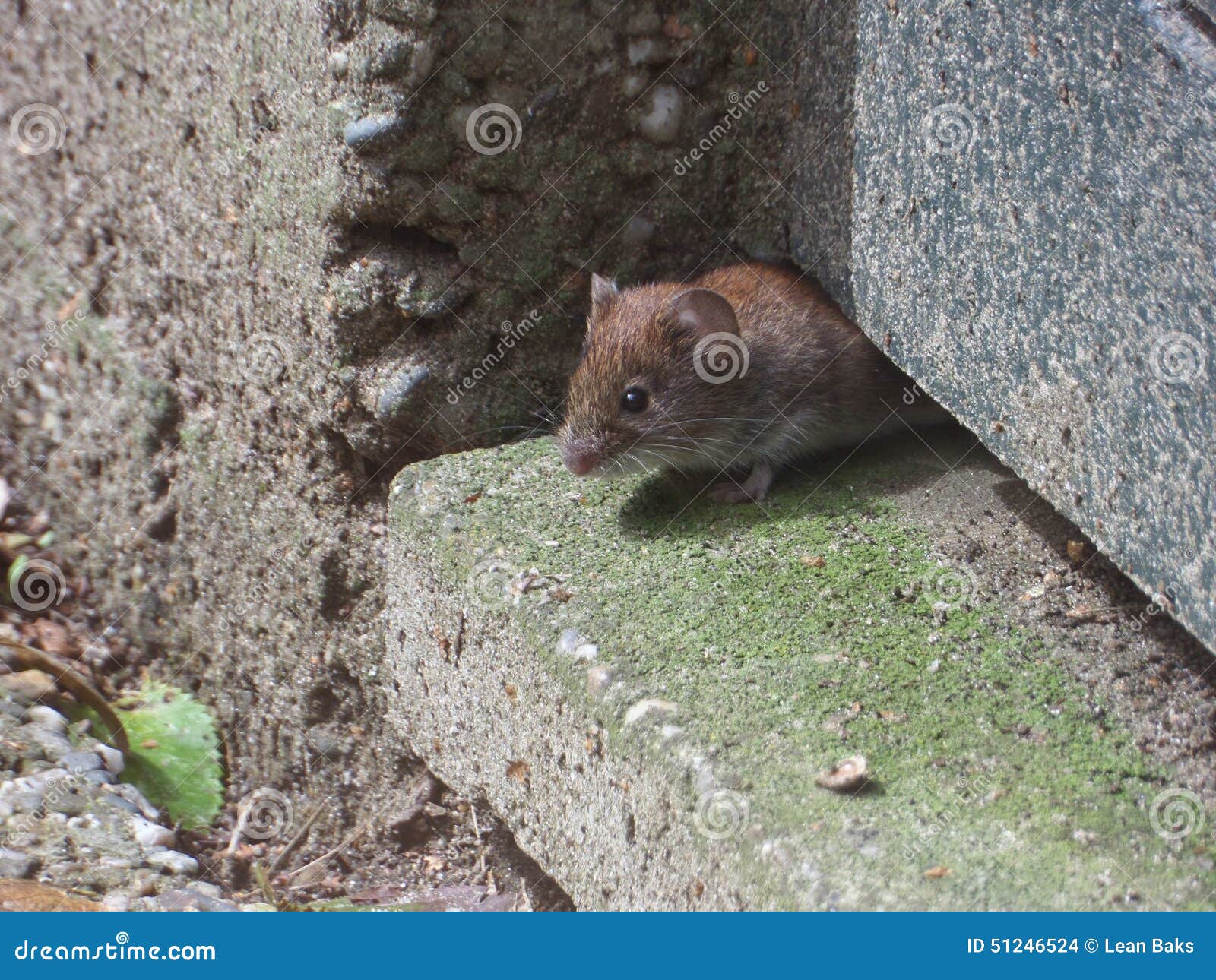 Mouse Stock Photo Image 51246524