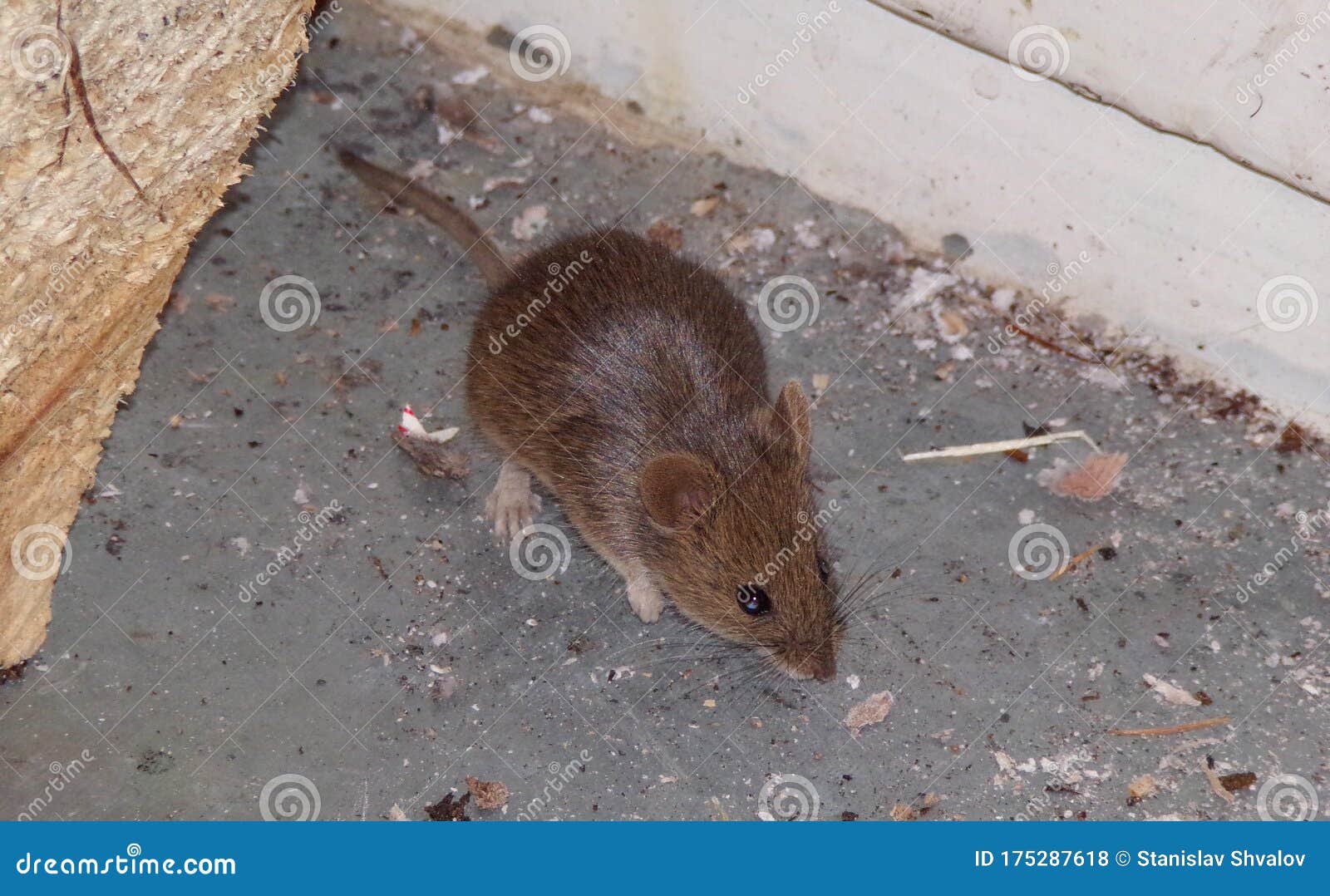mouse. the mouse is a pest in the house. mouse nibbles close-up. concept of home rodent pests .