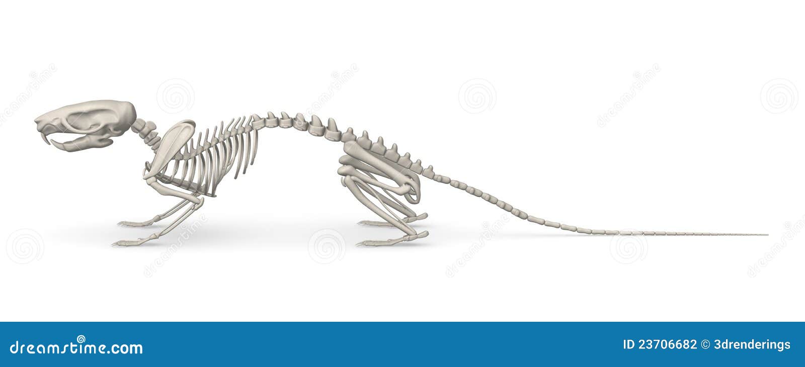 Waterig moordenaar caravan Mouse Skeleton Stock Illustrations – 584 Mouse Skeleton Stock  Illustrations, Vectors & Clipart - Dreamstime