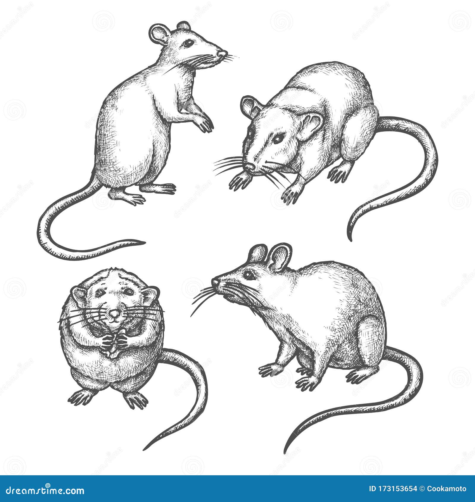 mouse sketch or hand drawn rat. lab rodent