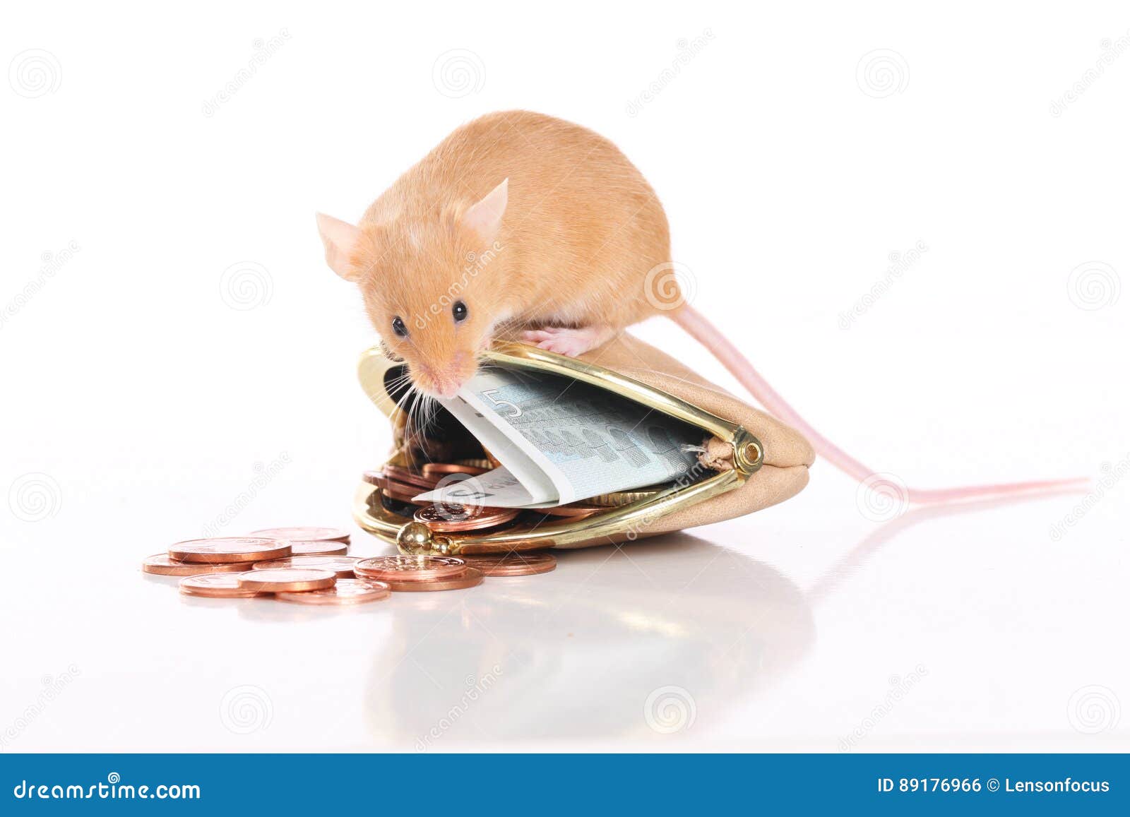 Mouse with a Small Purse and Pocket Money Stock Photo - Image of finance,  note: 89176966
