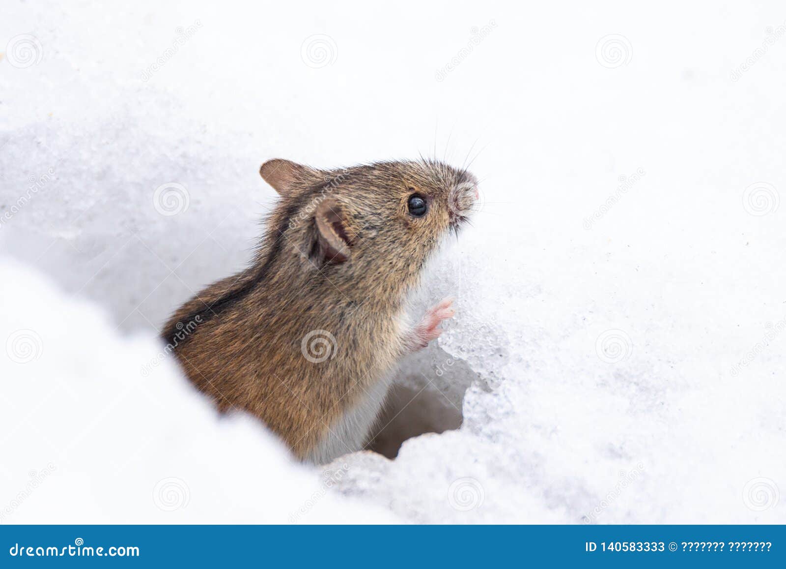 Mouse snow winter stock image. Image of europe, bright - 140583333