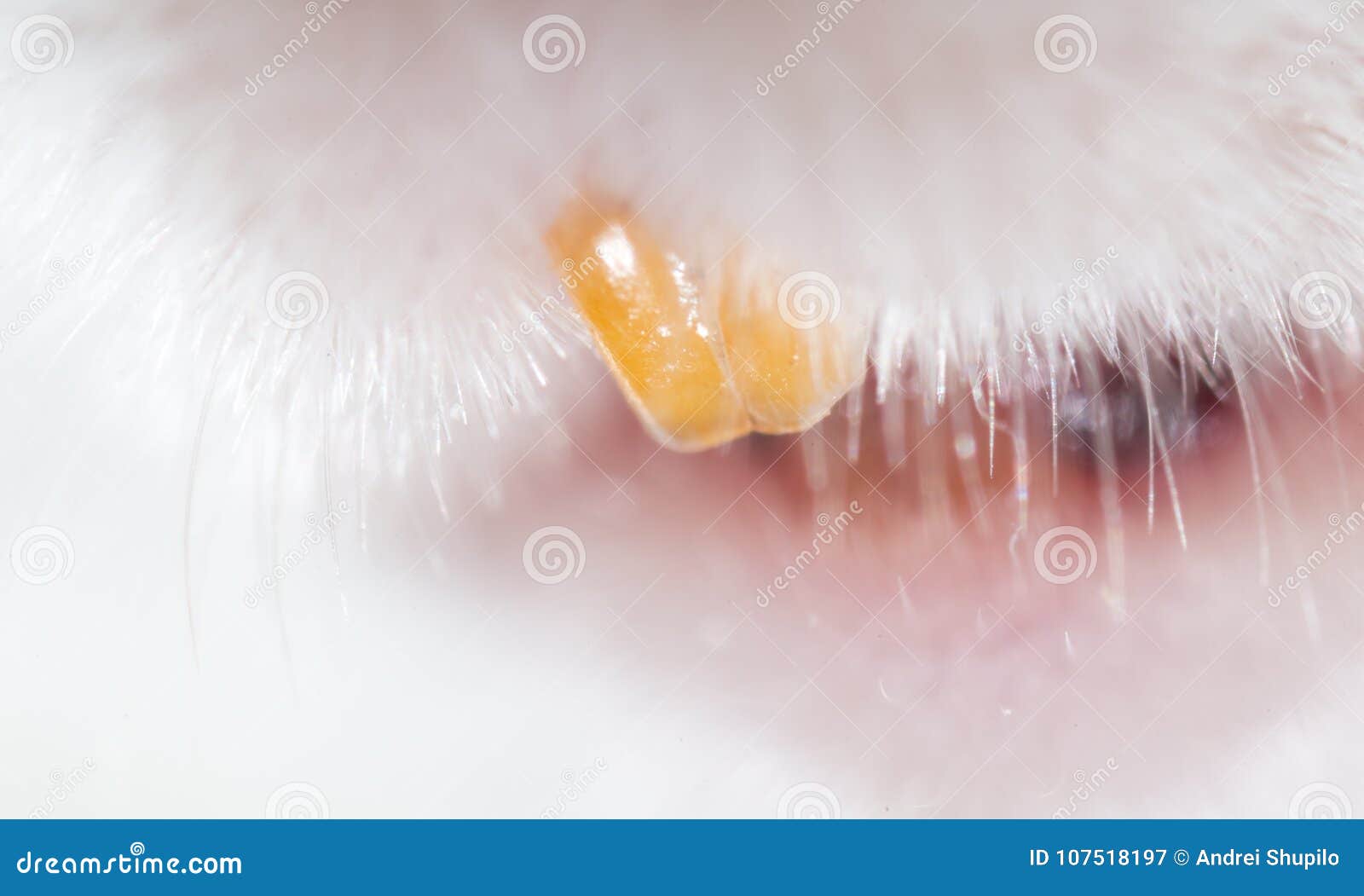 Mouse teeth. close stock image. Image of furry, portrait 107518197