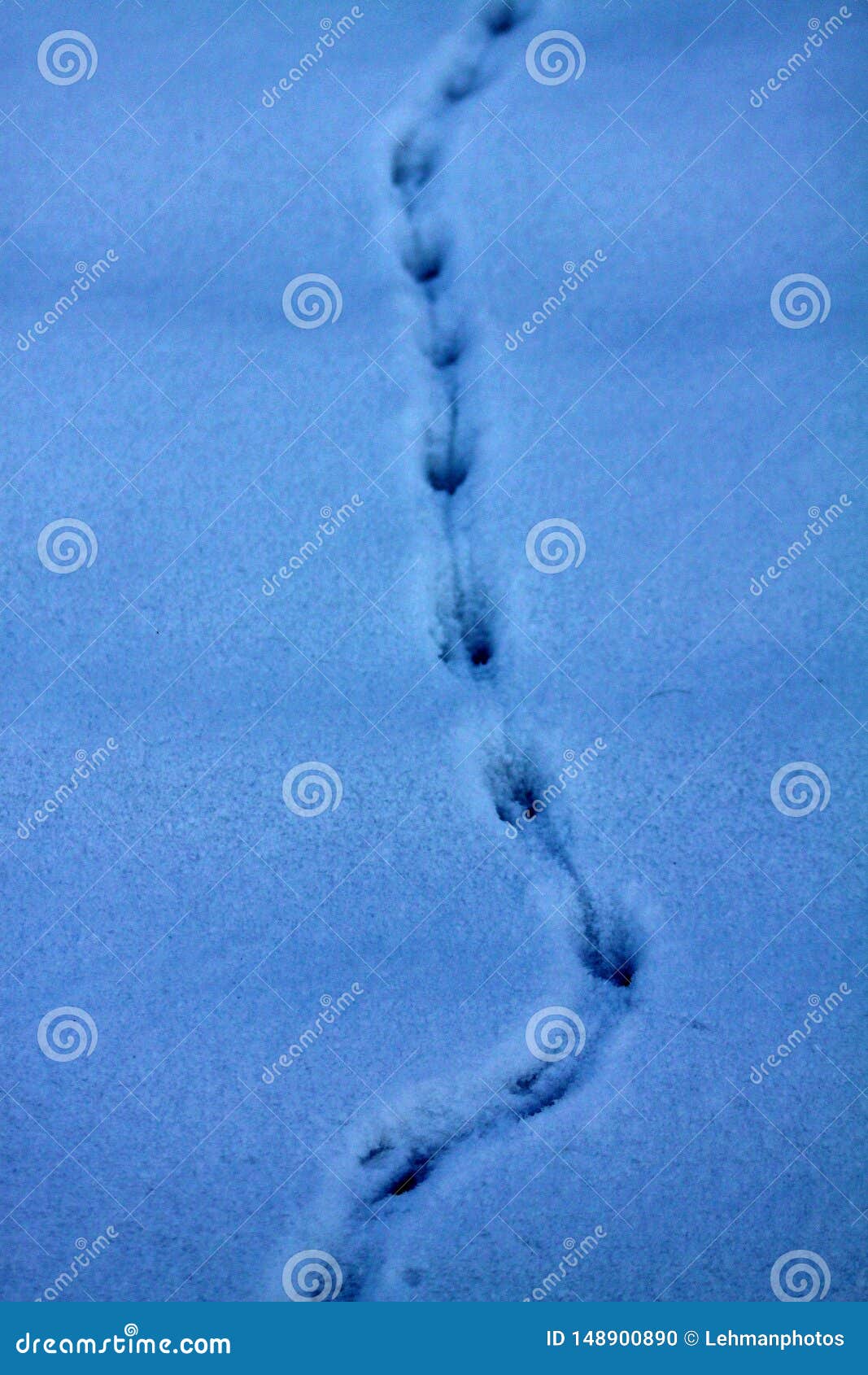 По следу крысы 3 военный. Следы мышки на снегу. Еледв грызунов на снегу. Следы от мышей на снегу. Следы мыши зимой.